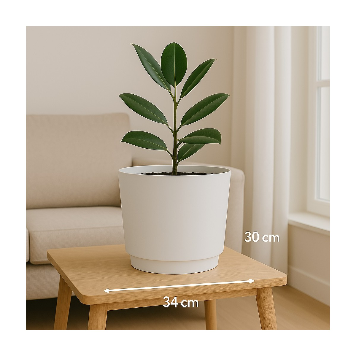 A green rubber plant in a white pot sits on a wooden table.