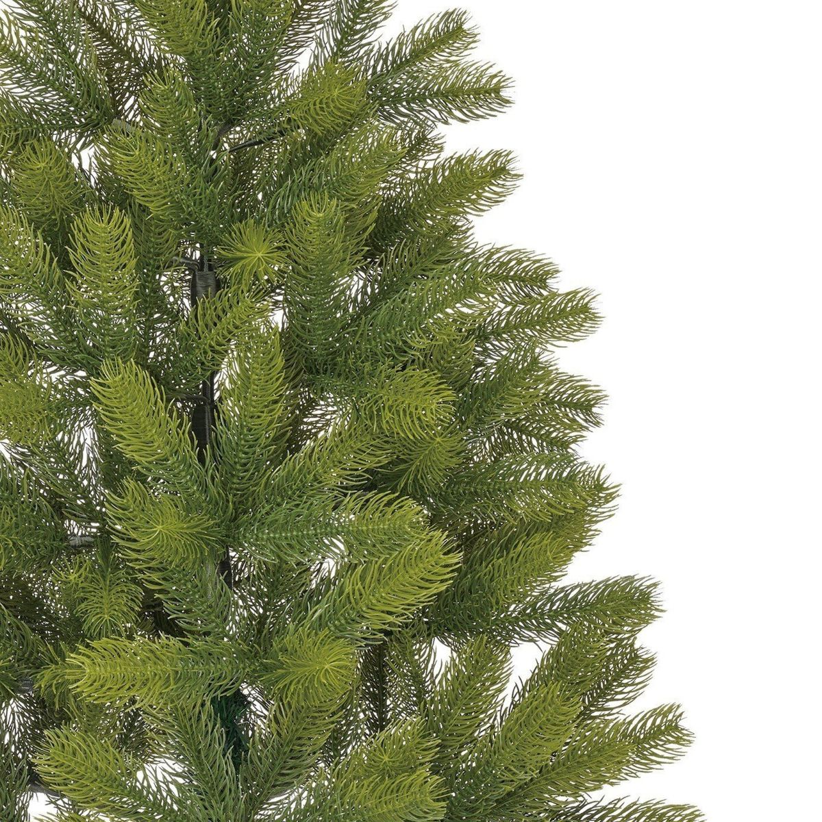 Close-up of dense green pine tree branches against a plain white background.