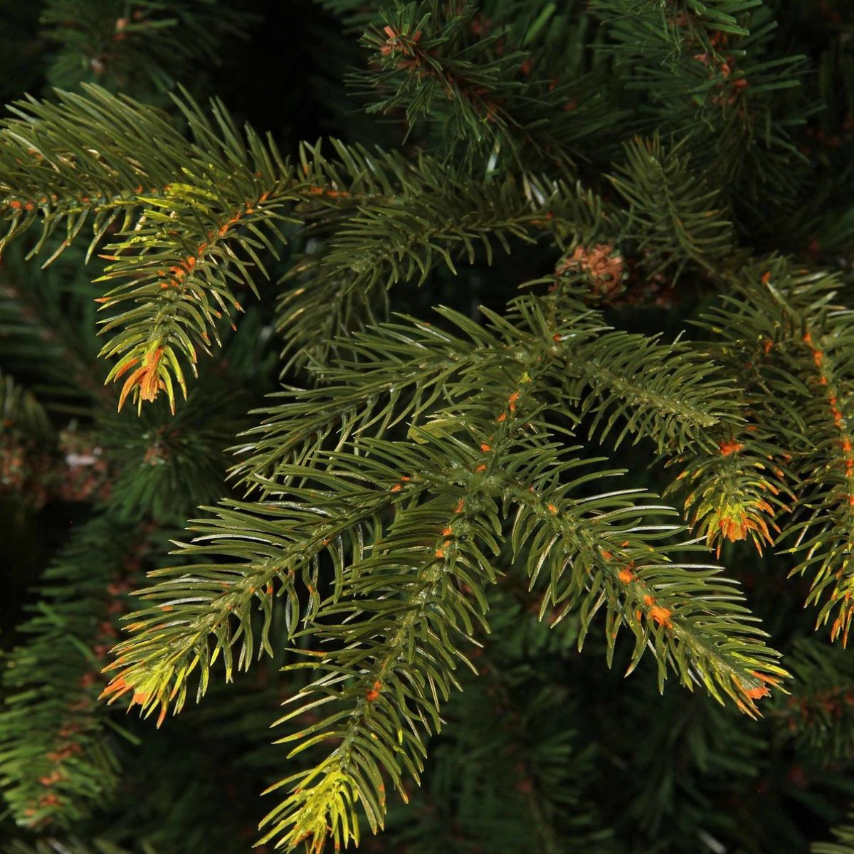 Close-up of green pine tree branches with sharp needles and orange tips in soft light.
