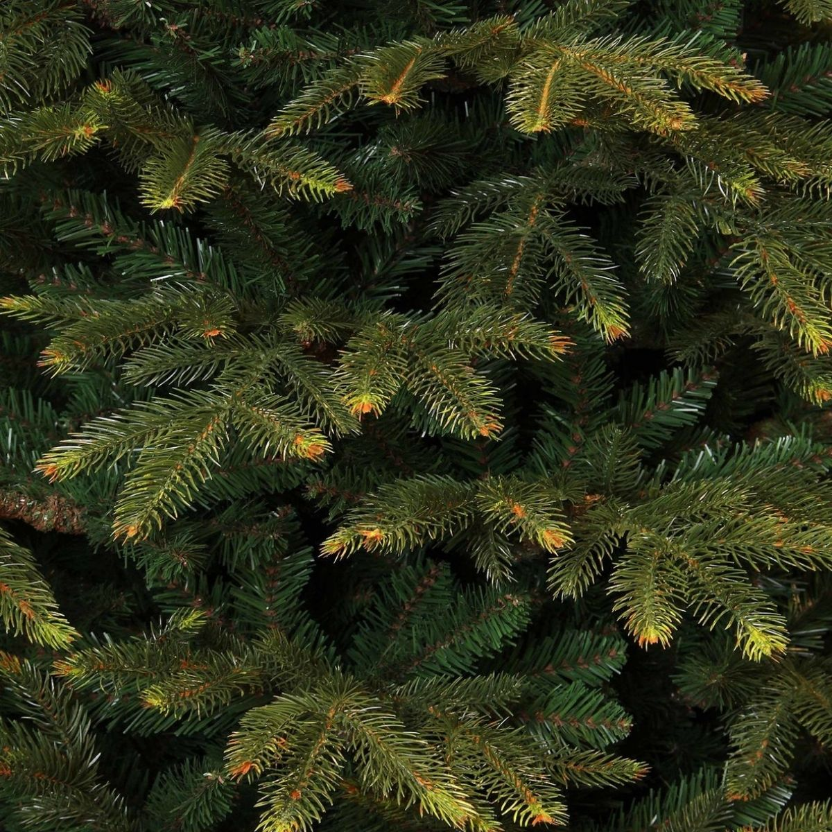 Dense green pine tree branches with small brown tips fill the frame.