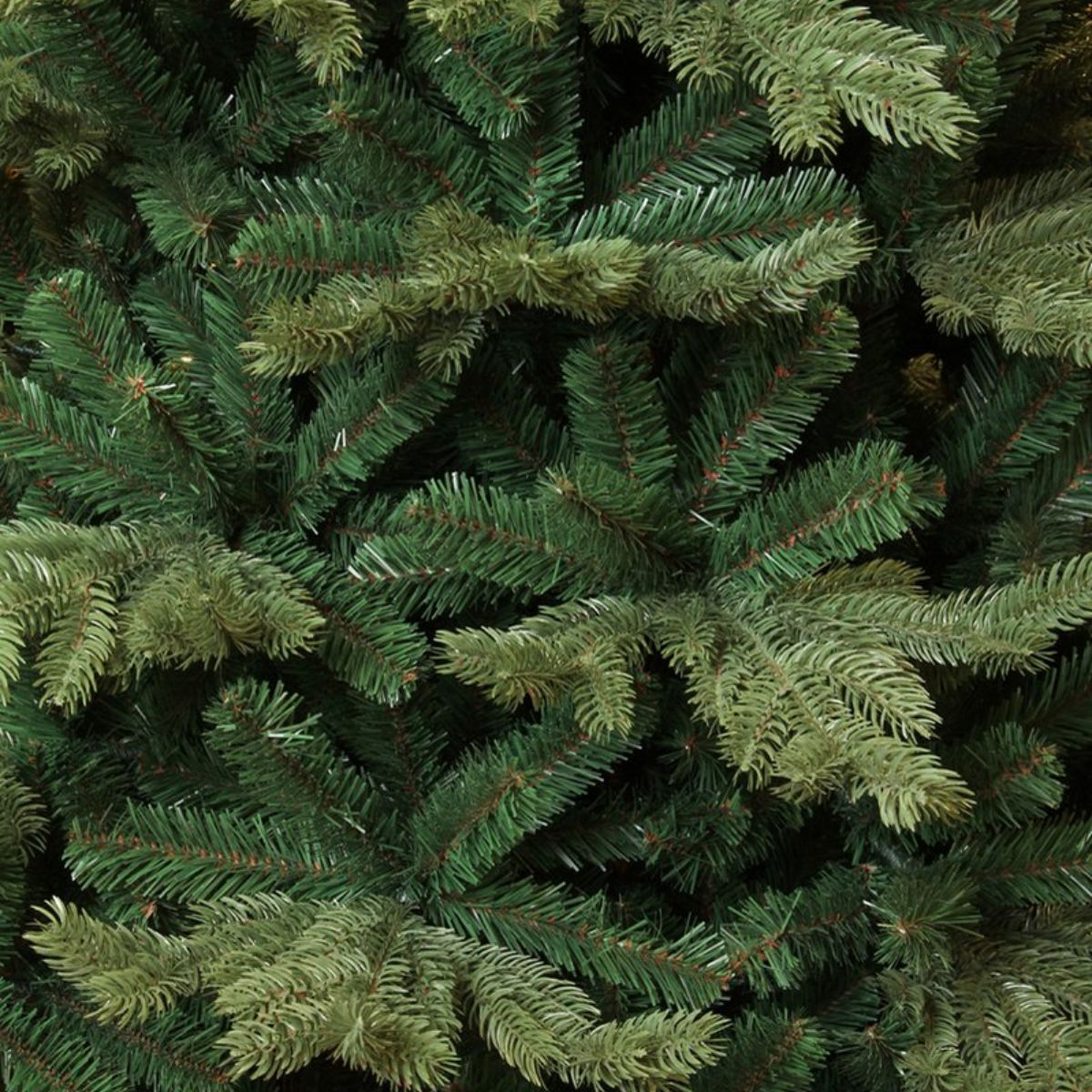 Close-up view of dense green fir tree branches.
