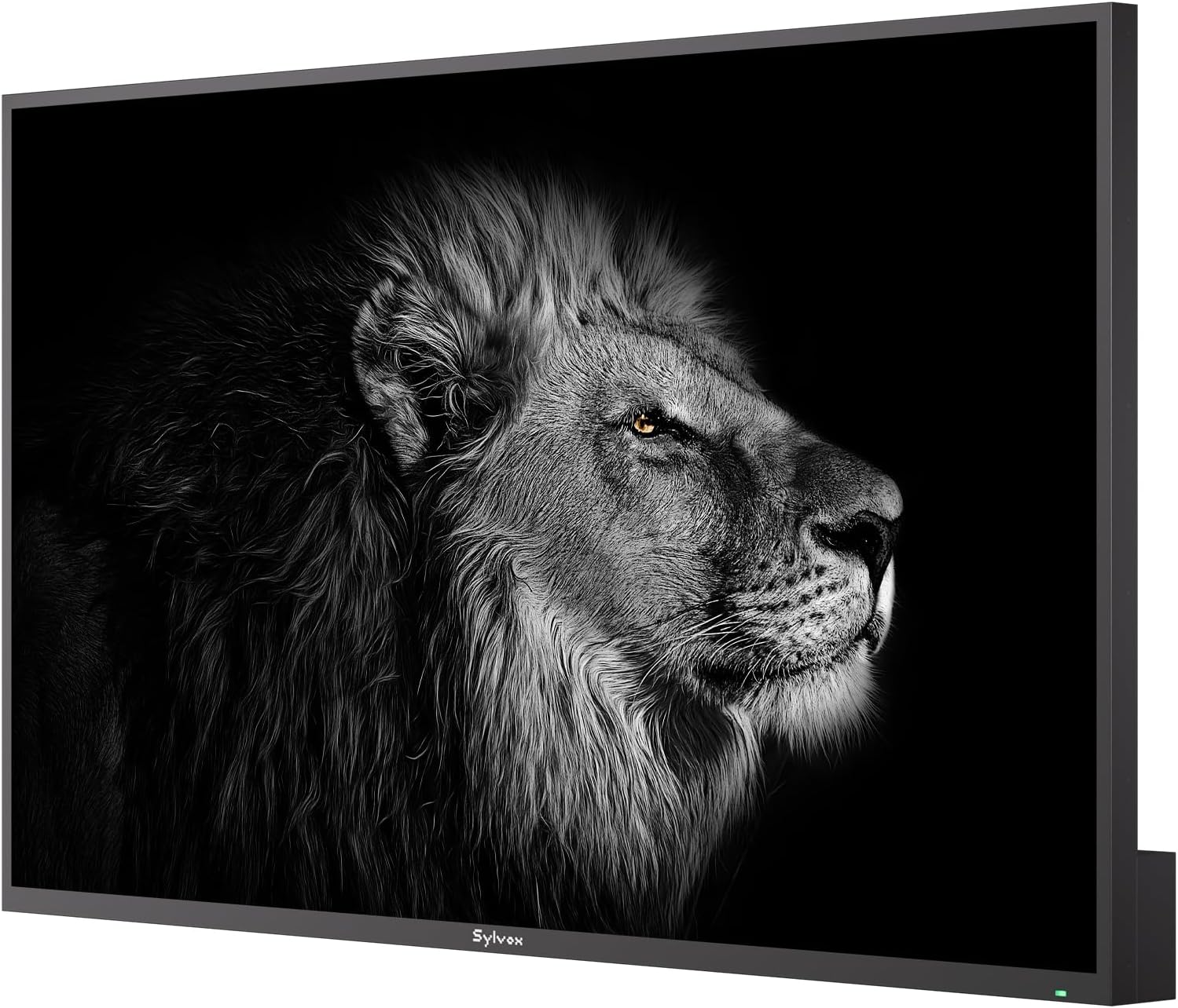 Ein schwarzer Fernseher zeigt ein Schwarz-Weiß-Nahbild eines Löwengesichts mit goldenen Augen vor dunklem Hintergrund.