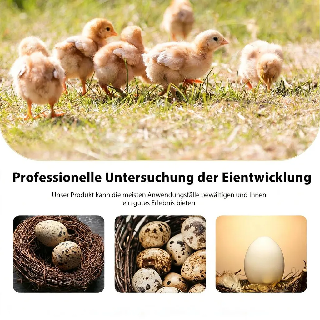 Flauschige Küken im Gras und drei Bilder mit Eiern in Nestern.