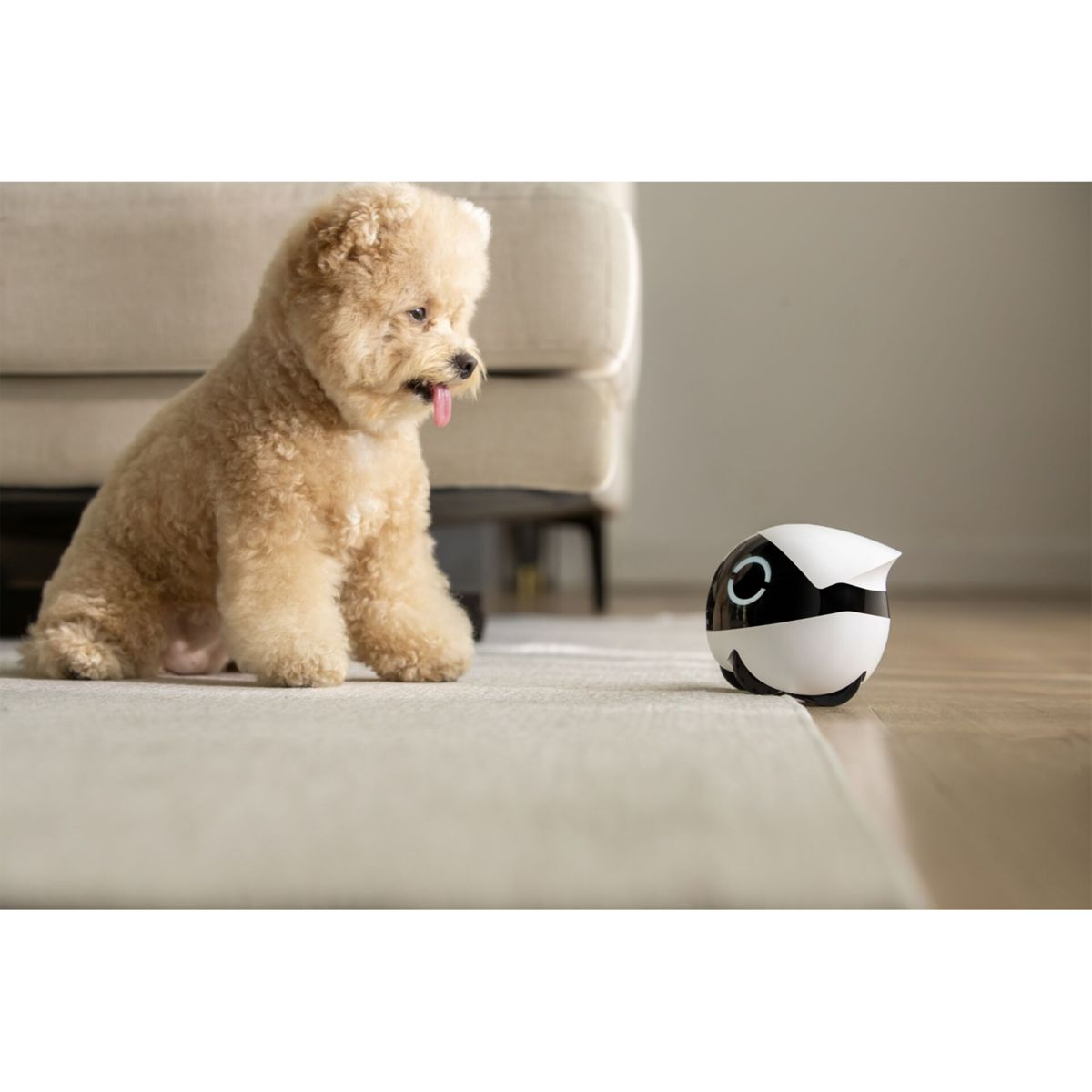 Tüylü bej bir köpek, halı üzerinde küçük siyah-beyaz bir robot oyuncağa bakıyor.