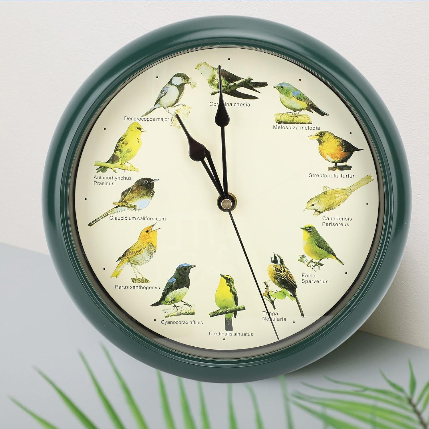 Eine grüne Wanduhr mit illustrierten Vögeln und wissenschaftlichen Namen anstelle von Ziffern.