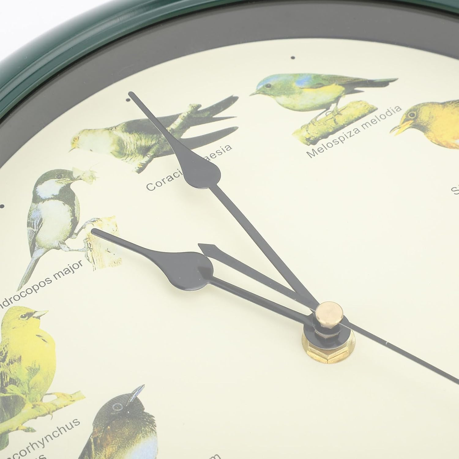 Nahaufnahme einer Wanduhr mit Votivmotiven und lateinischen Vogelnamen.