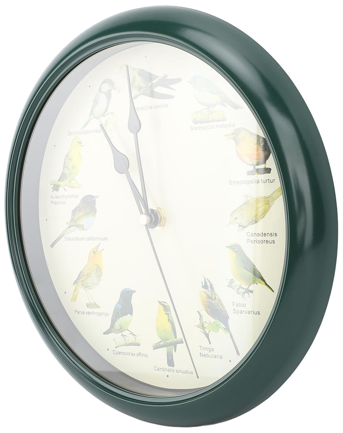 Eine runde grüne Wanduhr mit Illustrationen verschiedener Vögel und wissenschaftlichen Namen auf dem weißen Zifferblatt.