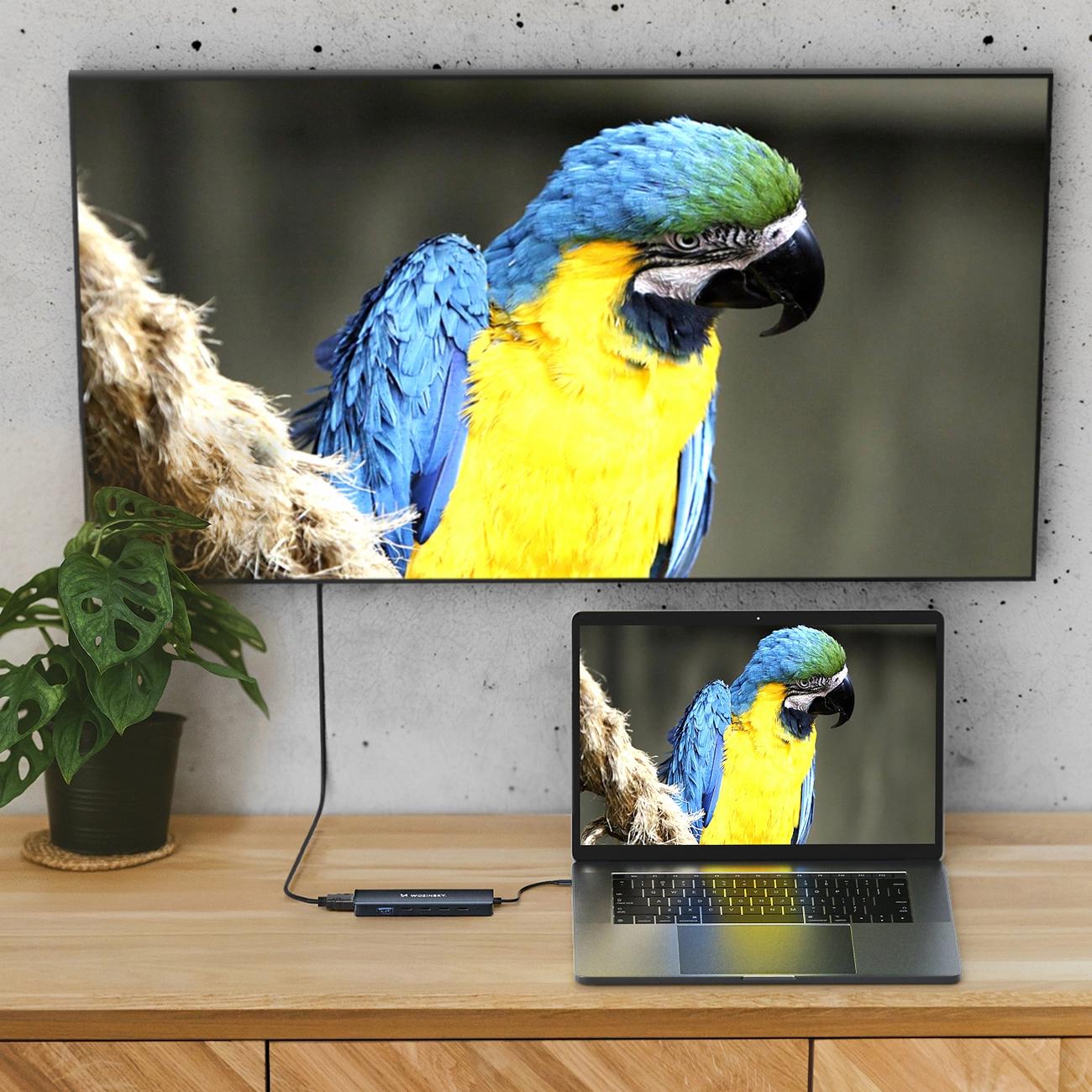 Laptop podłączony przez hub do monitora ściennego wyświetla niebiesko-żółtą papugę.