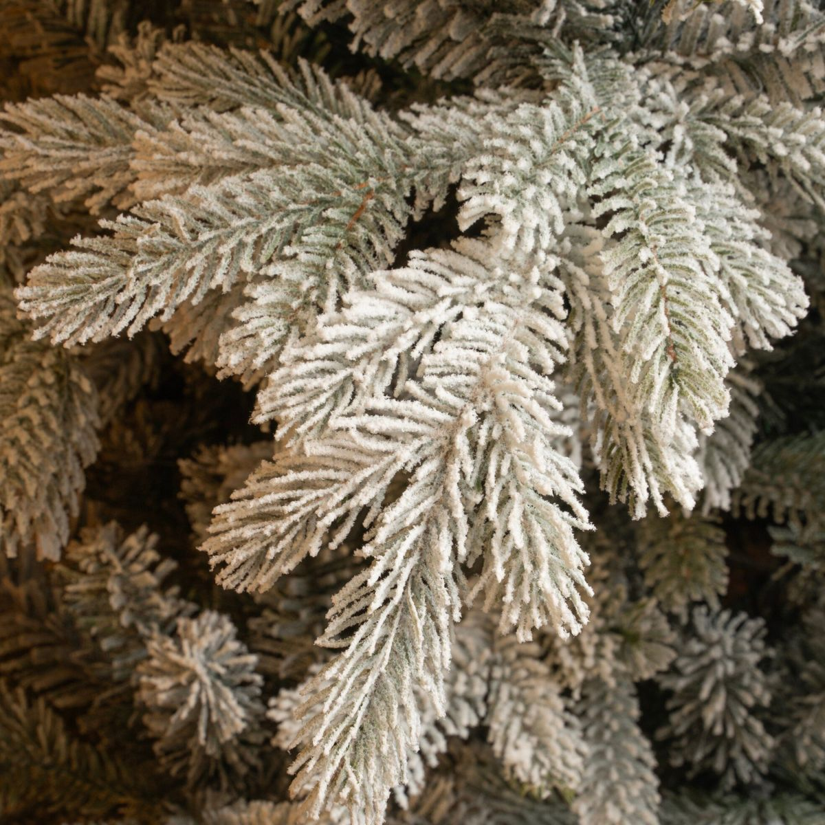 Close-up of snow-covered green pine tree branches.