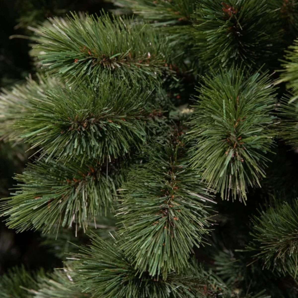 Close-up van weelderige groene dennentakken met zachte naalden.