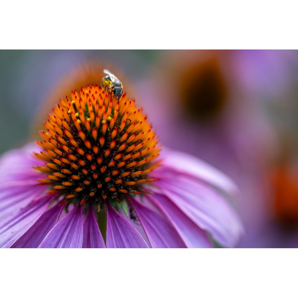 Eine Biene sitzt auf der orangefarbenen Mitte einer purpurroten Echinacea-Blüte vor einem unscharfen Hintergrund.