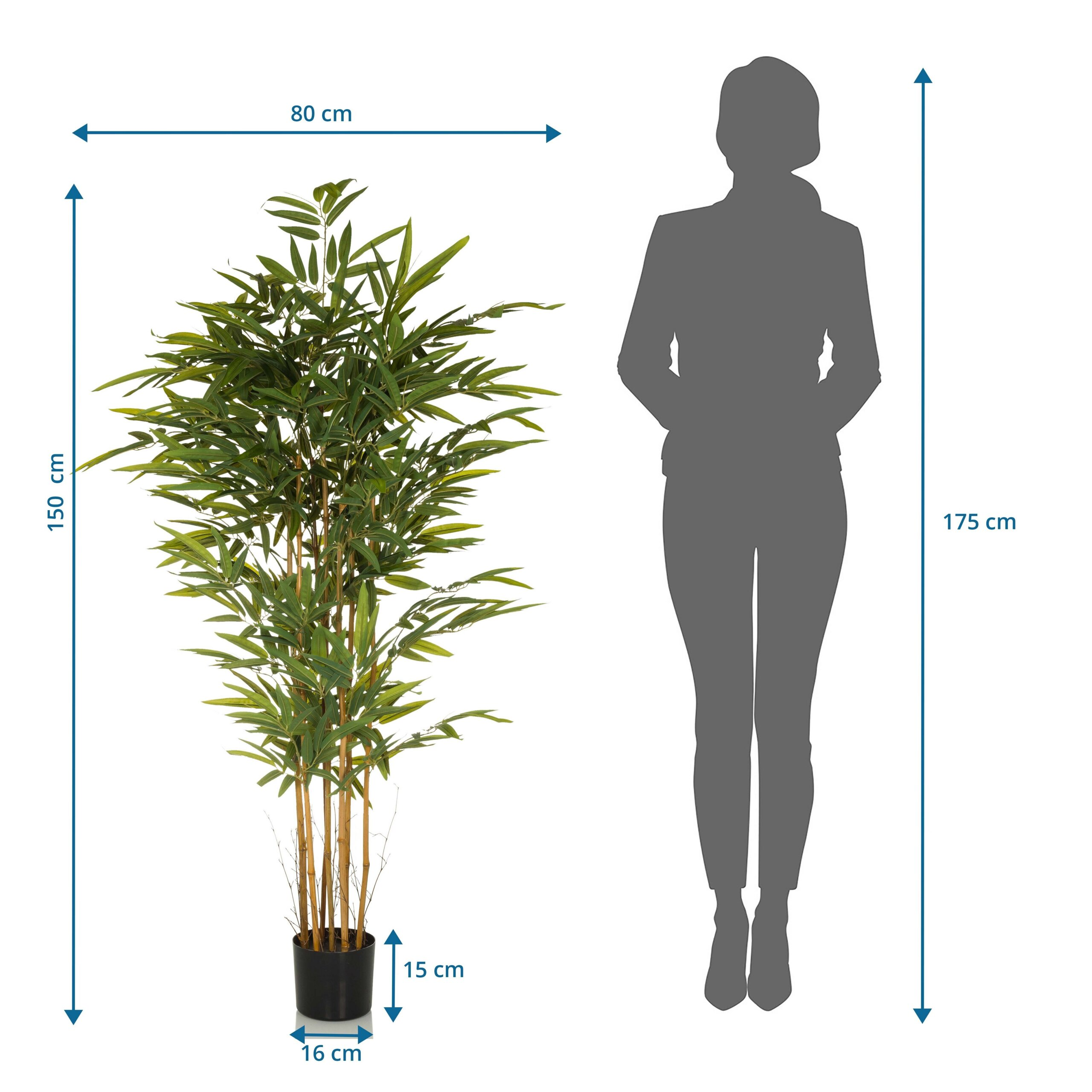 Eine Topf-Bambuspflanze mit Maßangaben neben einer 175 cm großen Menschensilhouette.