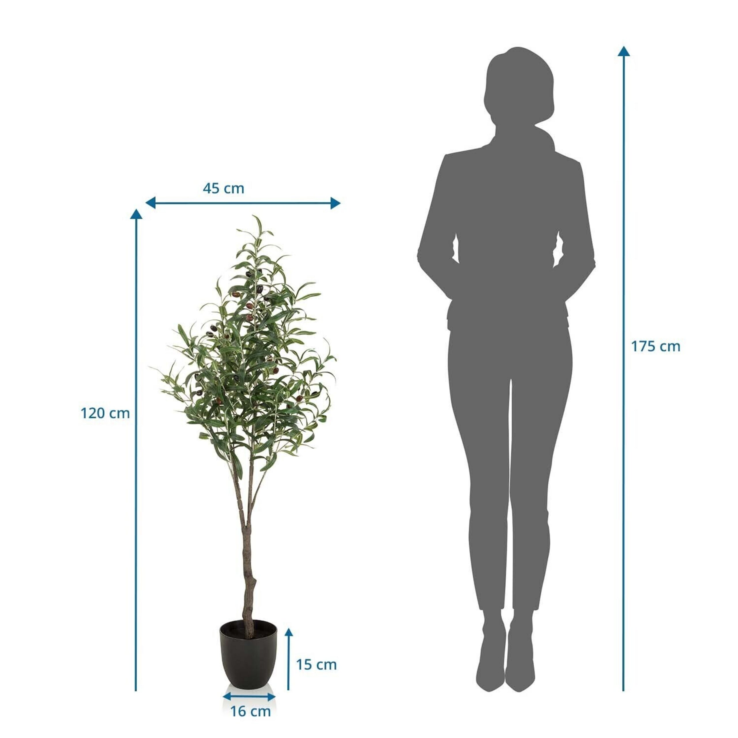 Ein Diagramm zeigt einen 120cm Olivenbaum im Topf neben einer 175cm großen menschlichen Silhouette.