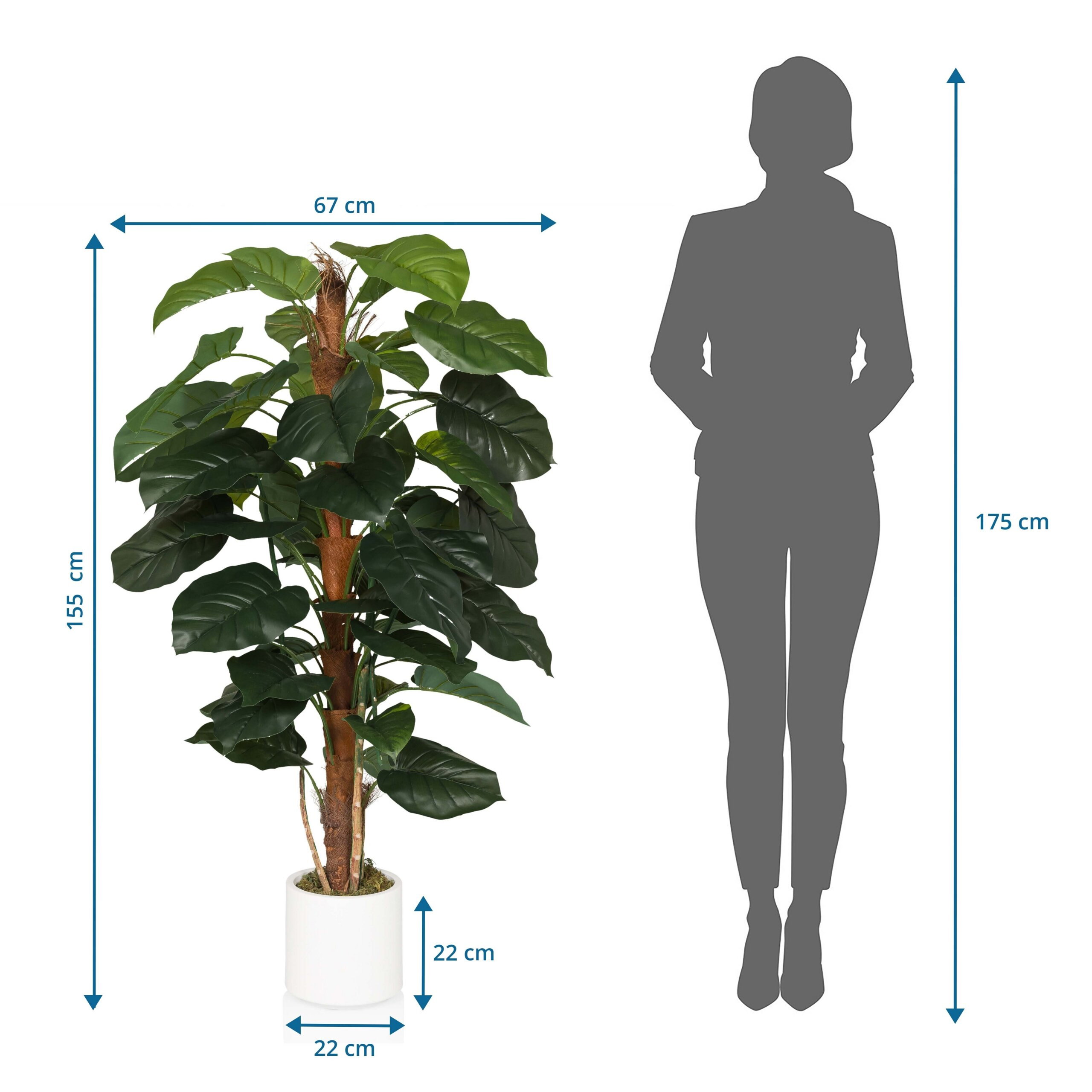 Diagramm einer 155 cm großen künstlichen Pflanze neben einer 175 cm großen Person.