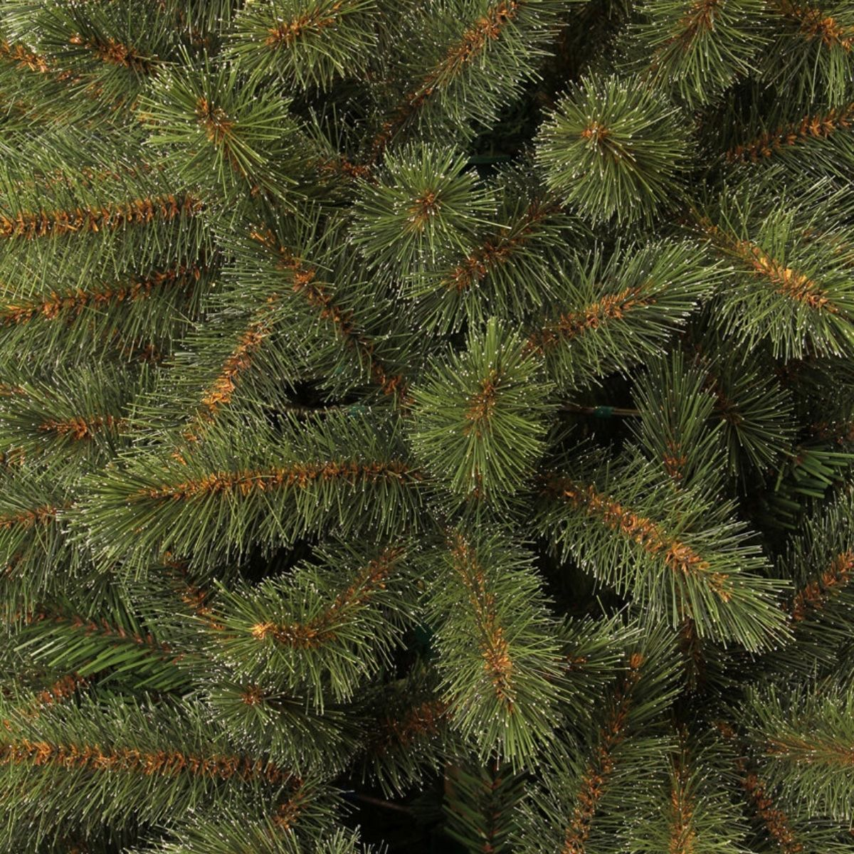 Close-up of dense green pine needles of a tree.