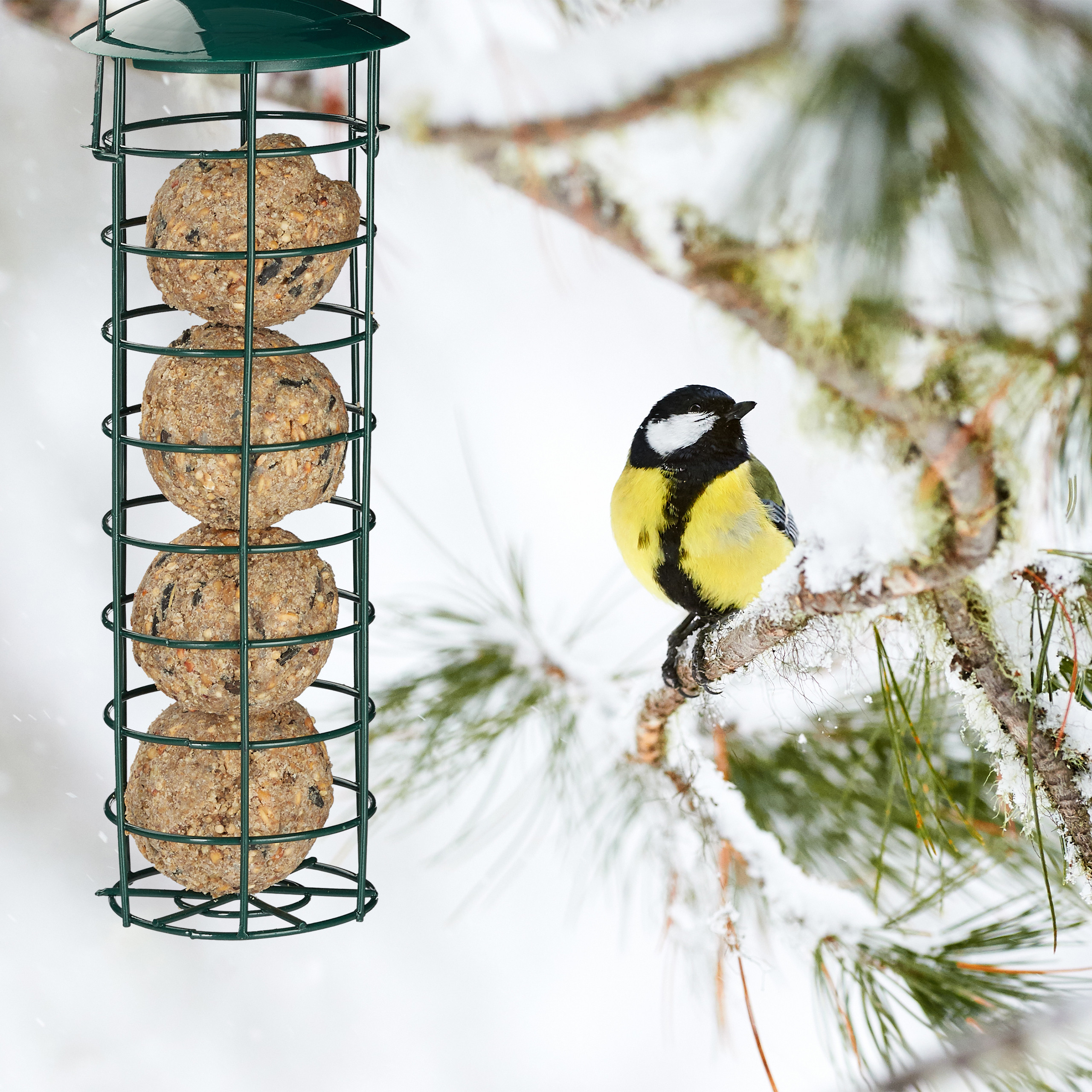 Eine Kohlmeise sitzt auf einem schneebedeckten Fichtenzweig neben einem grünen Draht-Vogelfutterhäuschen.
