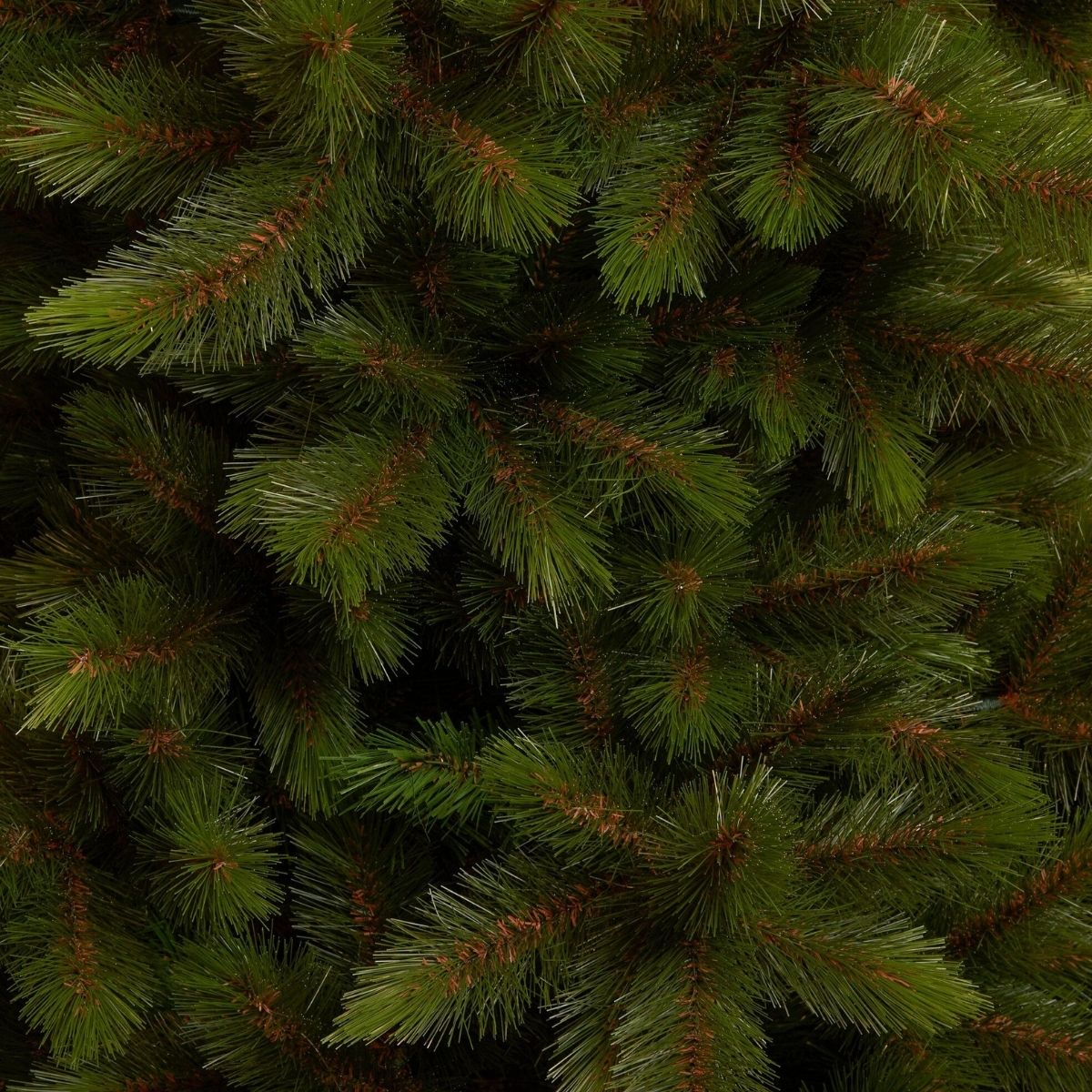 Des branches de pin vertes denses avec des bases brunes forment un arrière-plan réaliste.