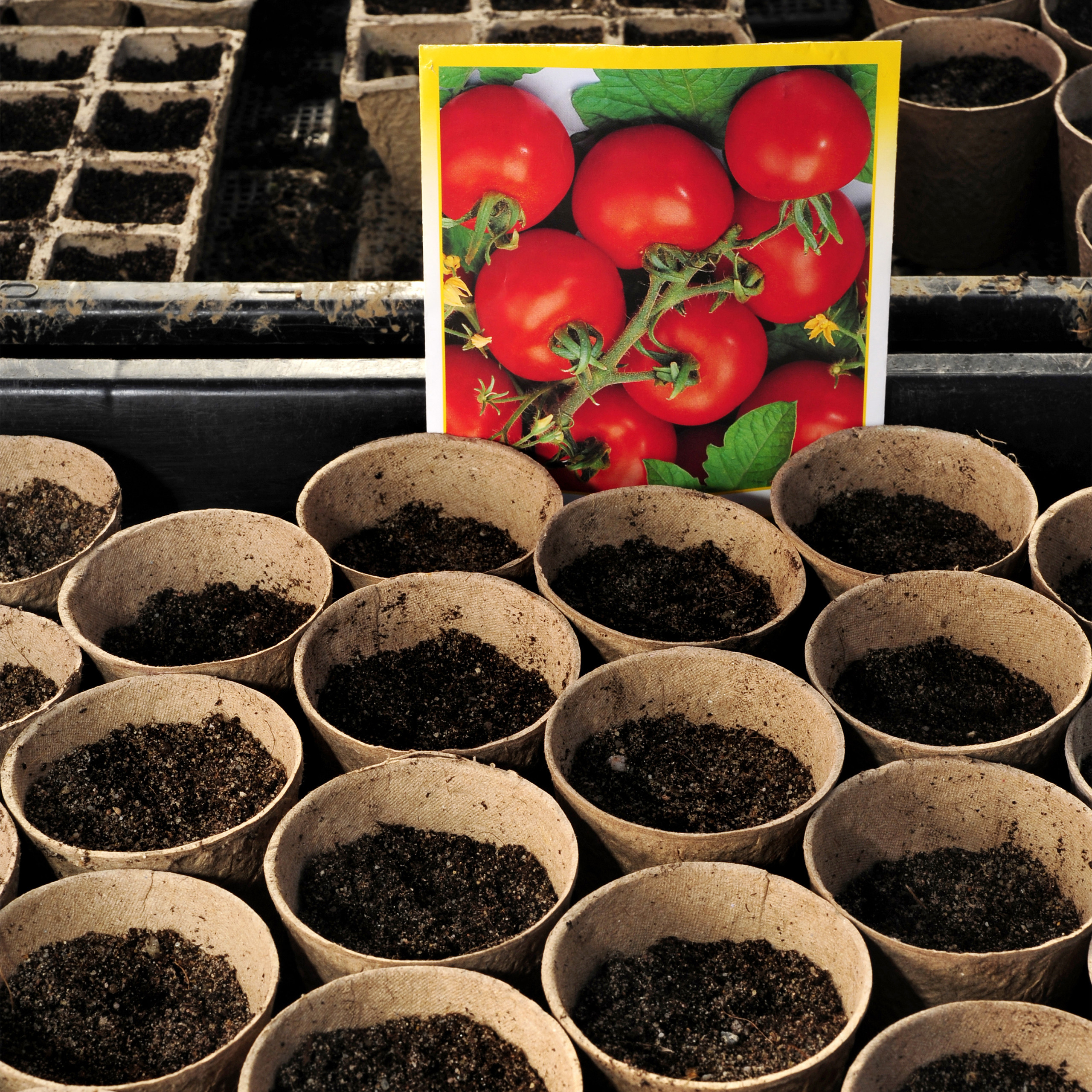 Eine Tomatensamenpackung steht hinter kleinen biologischen Töpfen mit Erde in einem Garten.