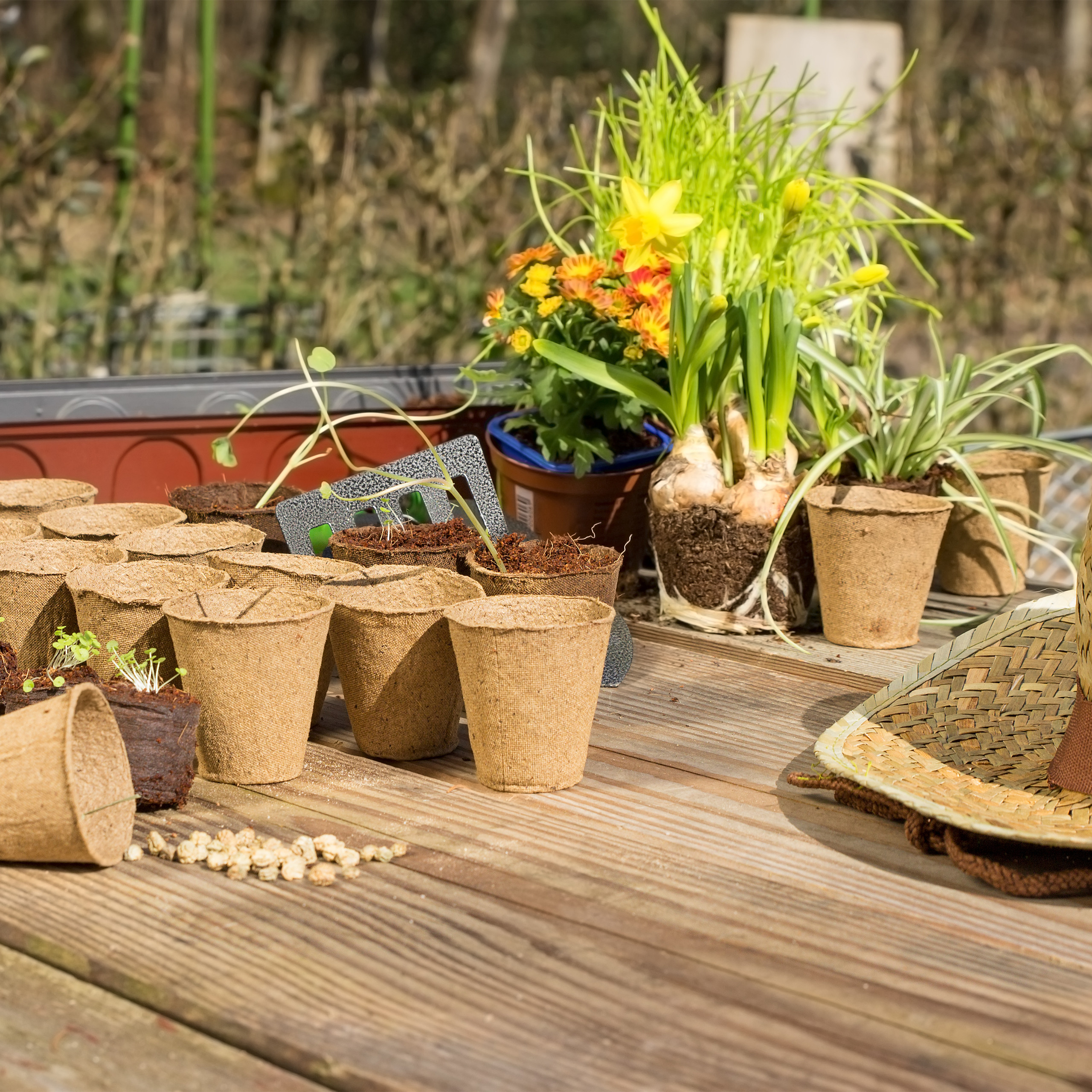 Pflanz Töpfe, Setzlinge und Blumen in Töpfen stehen mit einem Strohhut auf einem Holztisch in der Sonne.
