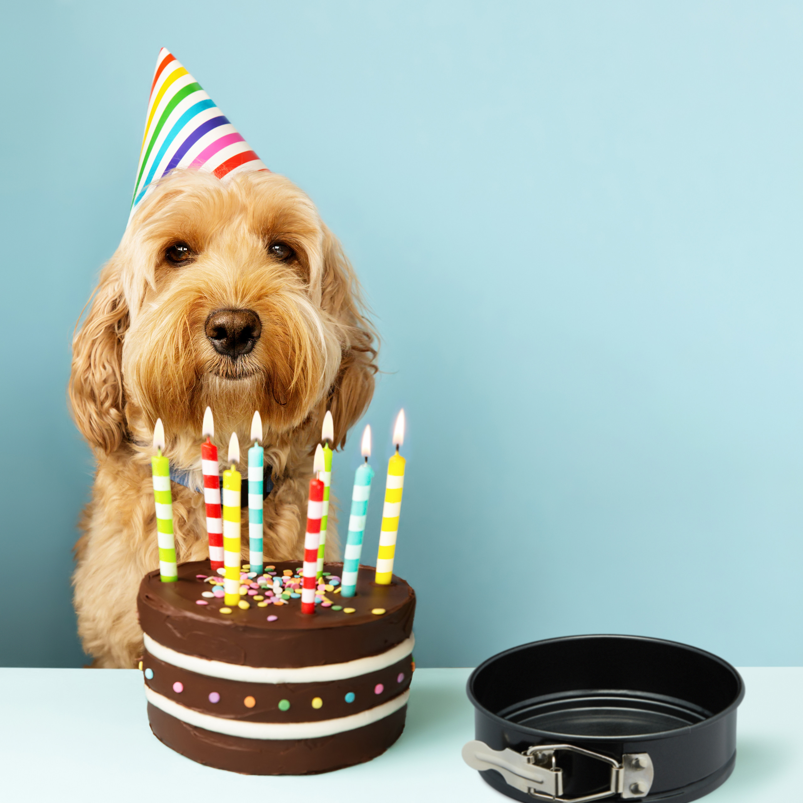 Ein goldener Hund mit Partyhut sitzt vor einem Schokoladenkuchen mit brennenden Kerzen.