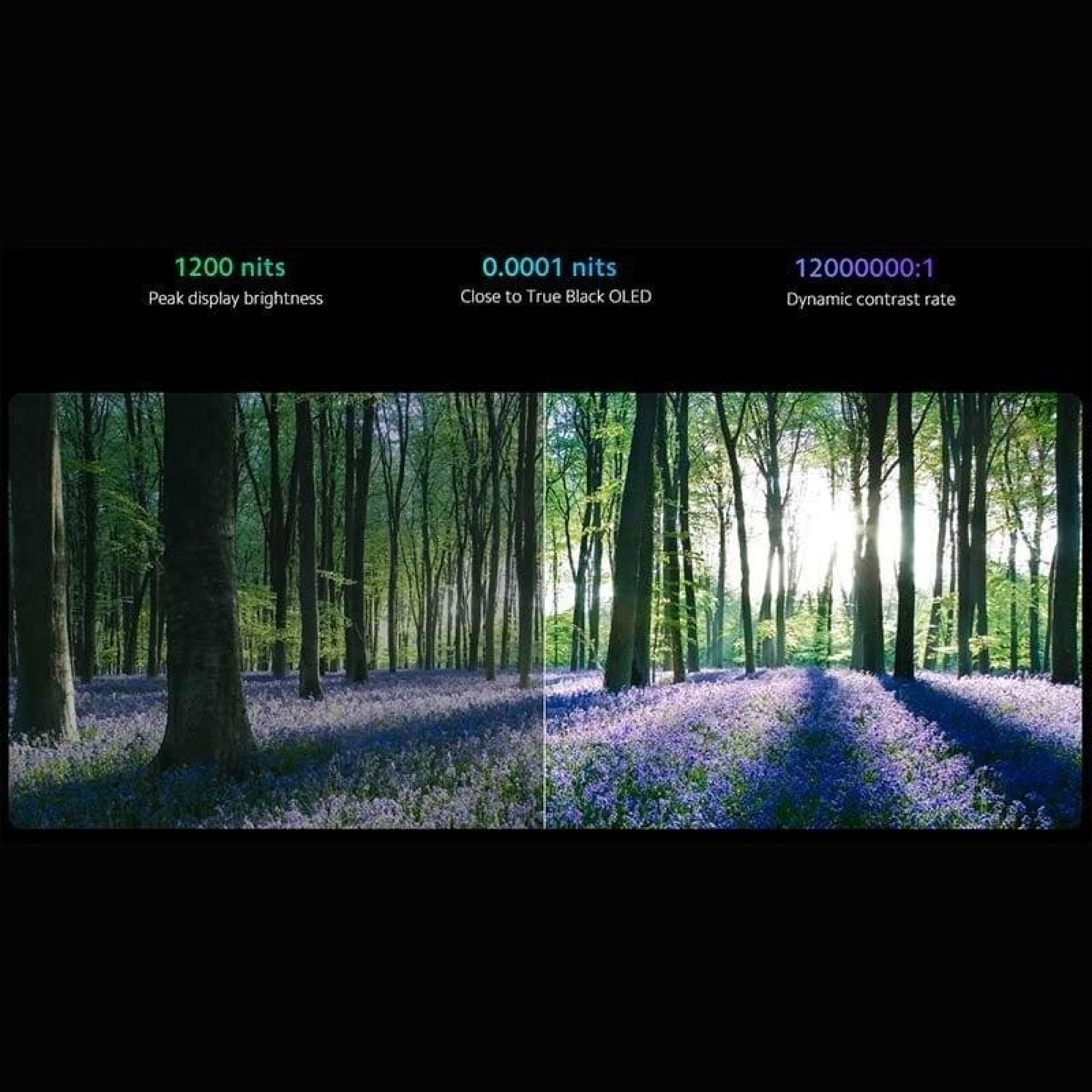 Confronto di due immagini di bosco che mostrano luminosità e contrasto con un terreno di fiori blu.