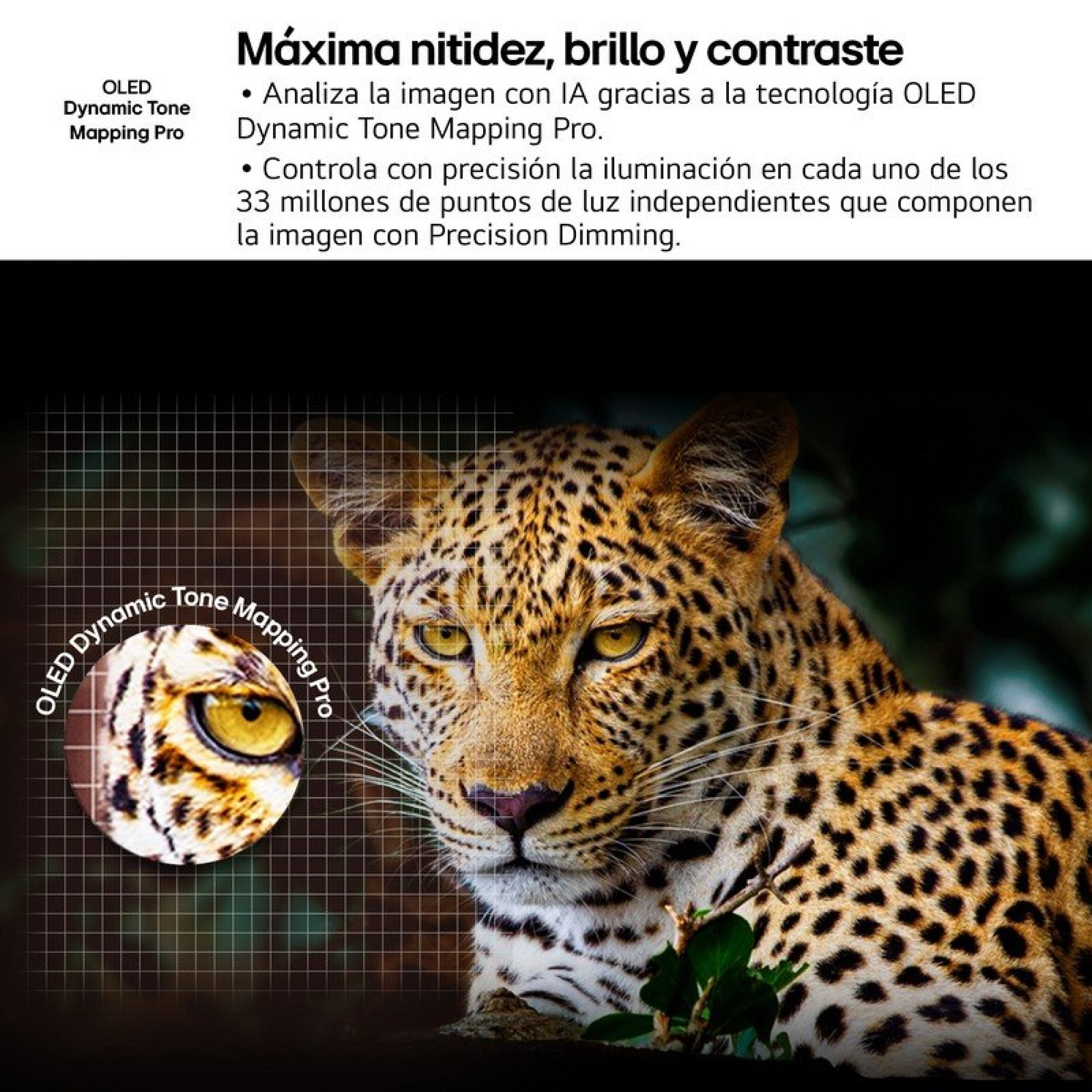 Un leopardo guarda in camera con occhi gialli, con un riquadro di testo sopra e un dettaglio dell'occhio ingrandito.