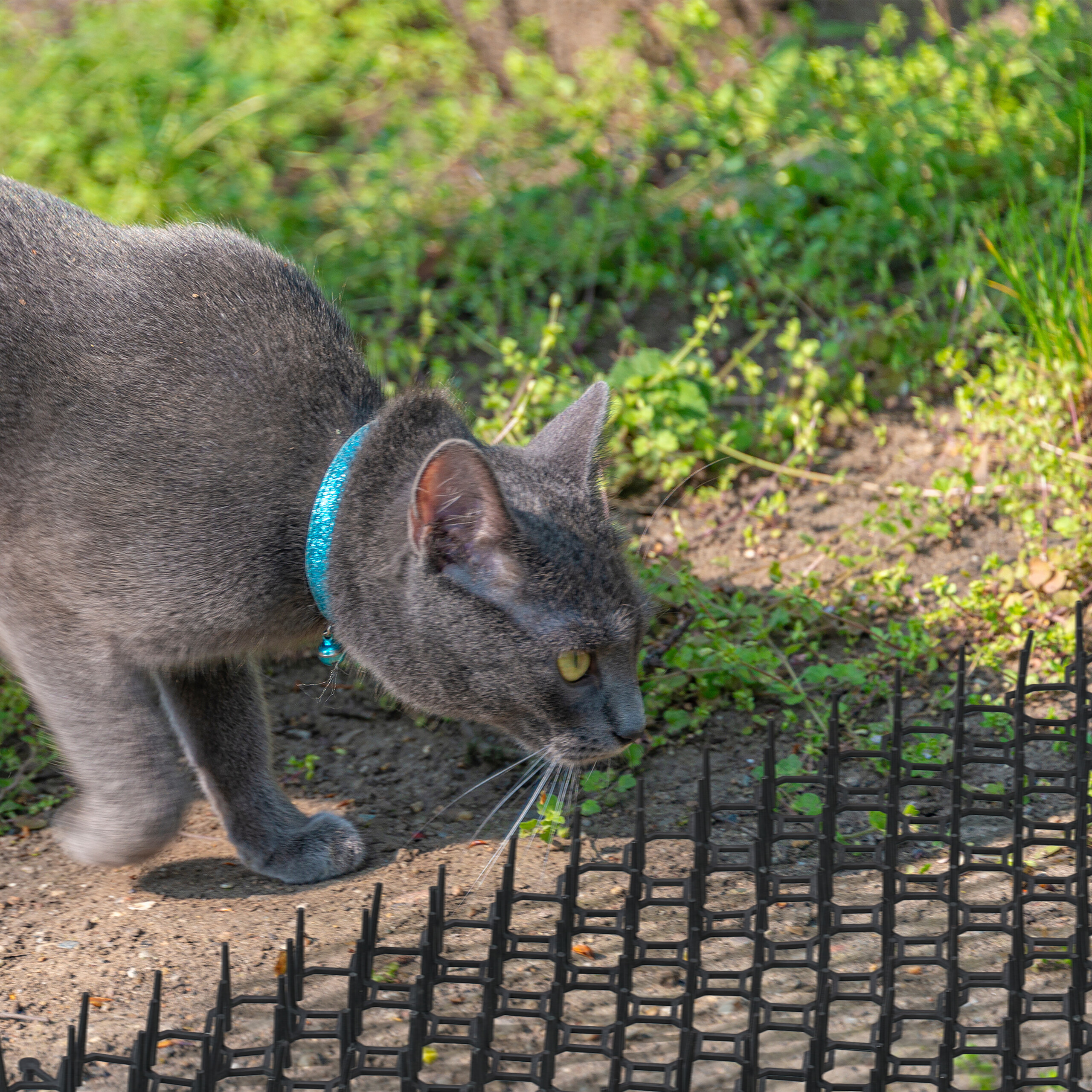 Eine graue Katze mit blauem Halsband geht auf dem Boden vor einer schwarzen Schutzmatte mit Plastikspitzen.