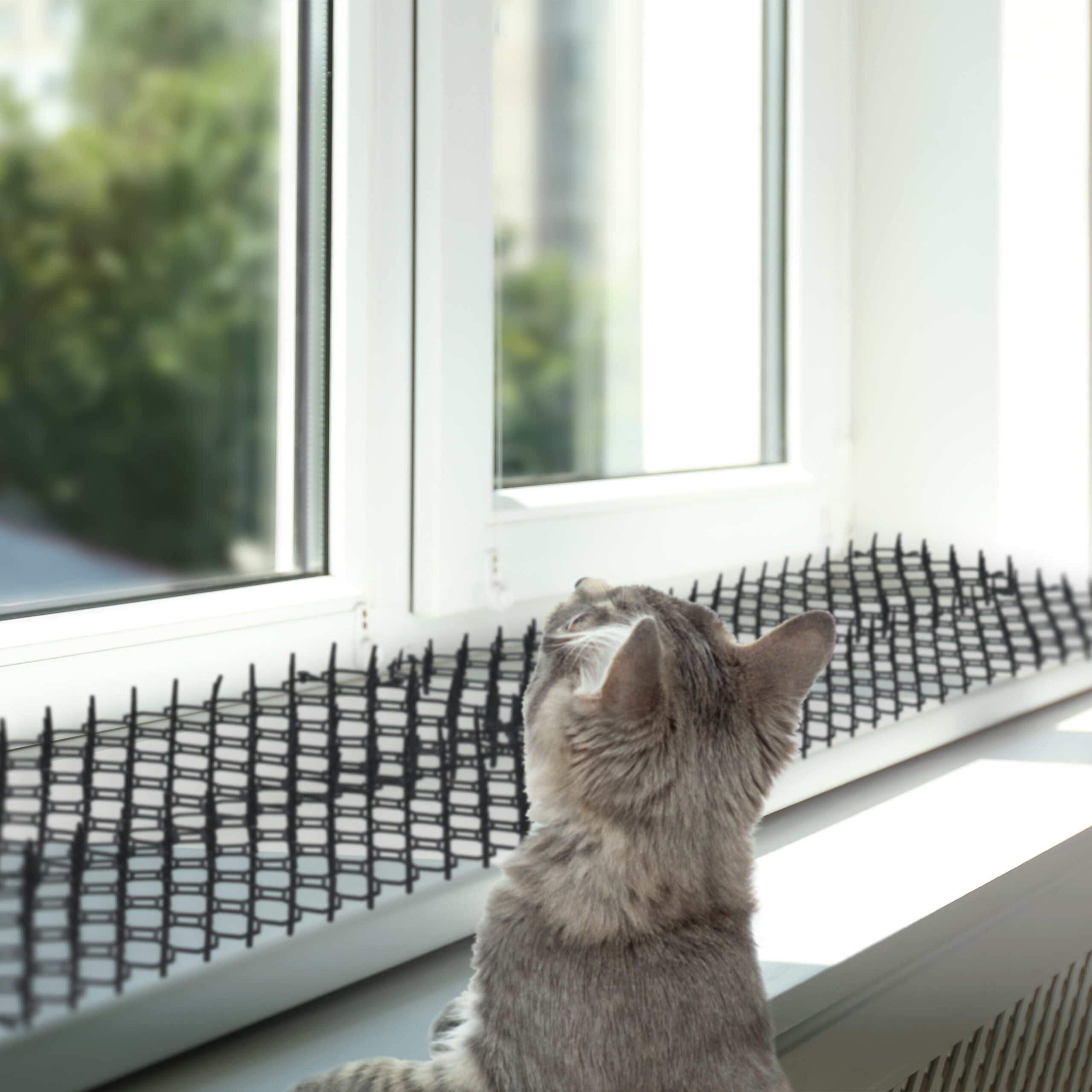 Eine graue Katze sitzt auf einer Fensterbank mit Schutzstacheln und schaut nach draußen.