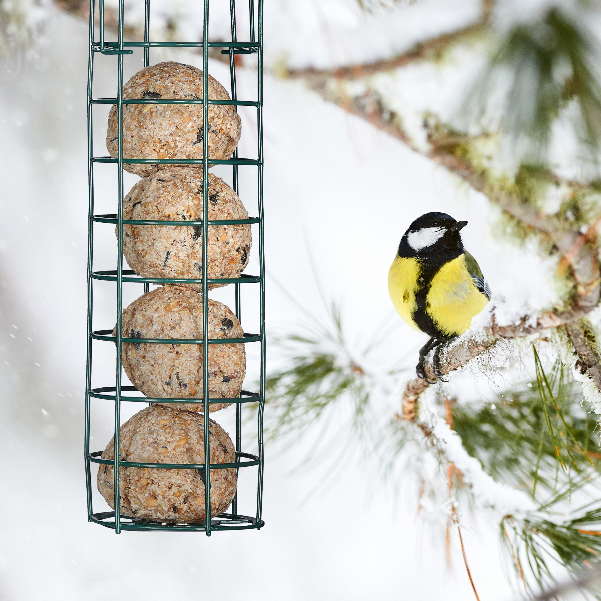 Eine Kohlmeise sitzt auf einem schneebedeckten Ast neben einem Futterspender mit Meisenknödeln.