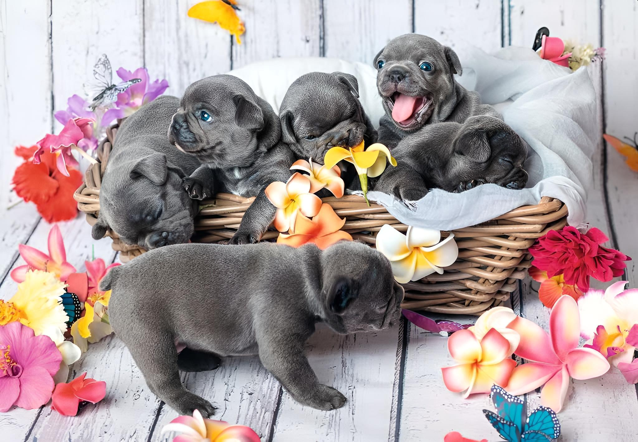 Sechs graue Französische Bulldoggenwelpen in und um einen Weidenkorb mit bunten Blumen und künstlichen Schmetterlingen.