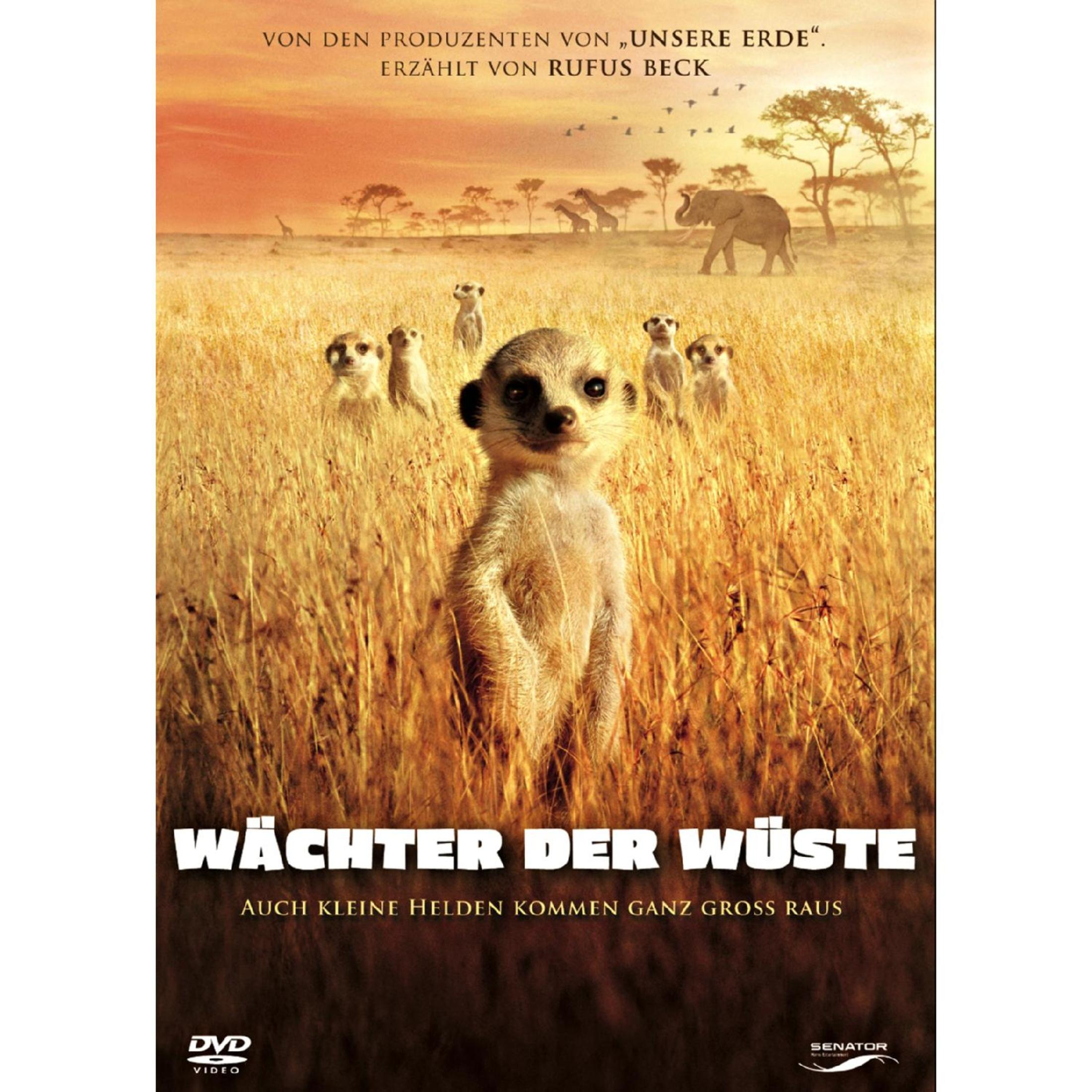 Ein Erdmännchen blickt in die Kamera, umgeben von anderen Erdmännchen in einer afrikanischen Savanne bei Sonnenuntergang.
