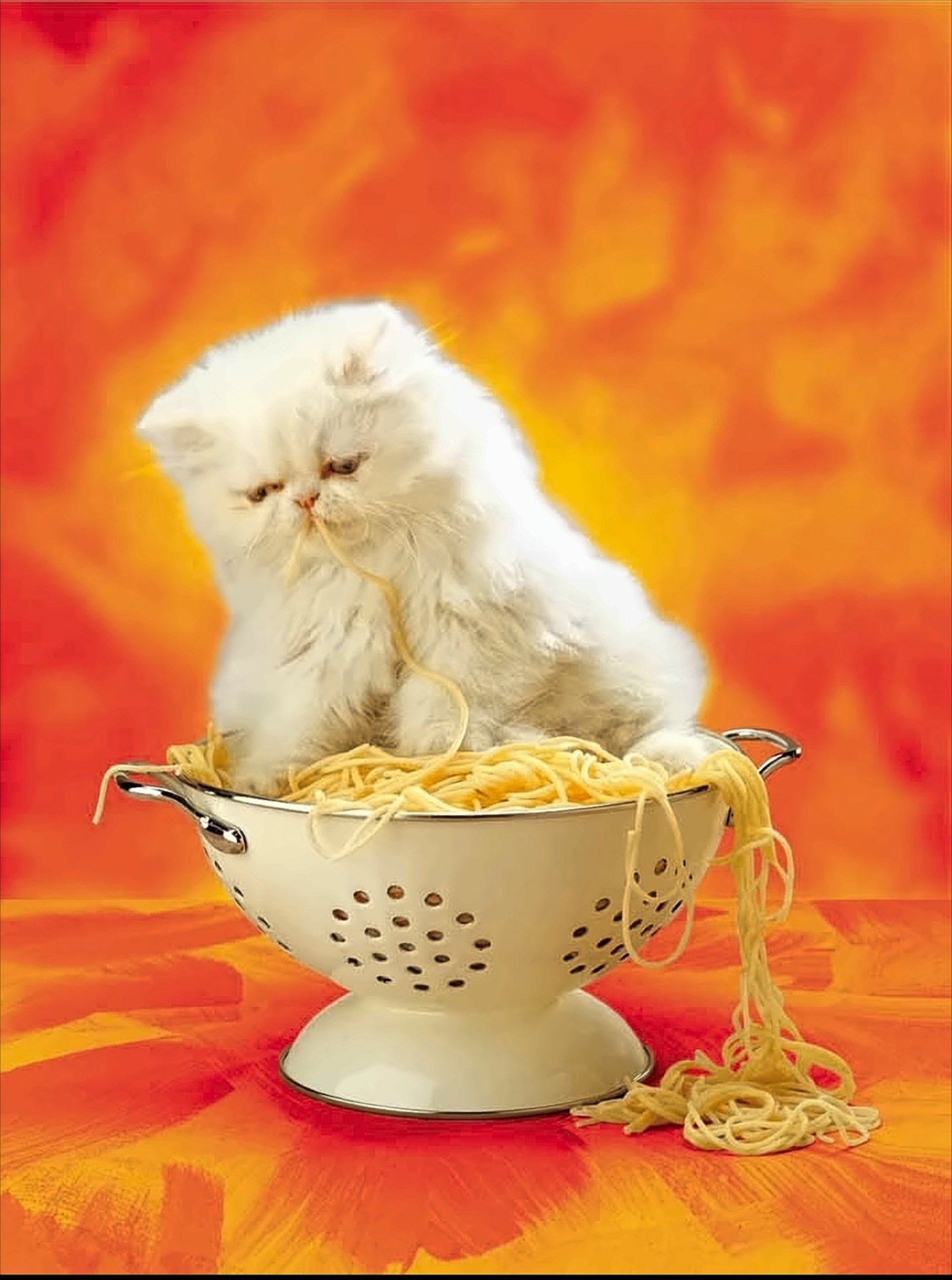 Eine flauschige weiße Katze sitzt in einem weißen Nudelsieb und isst Spaghetti vor orangefarbenem Hintergrund.