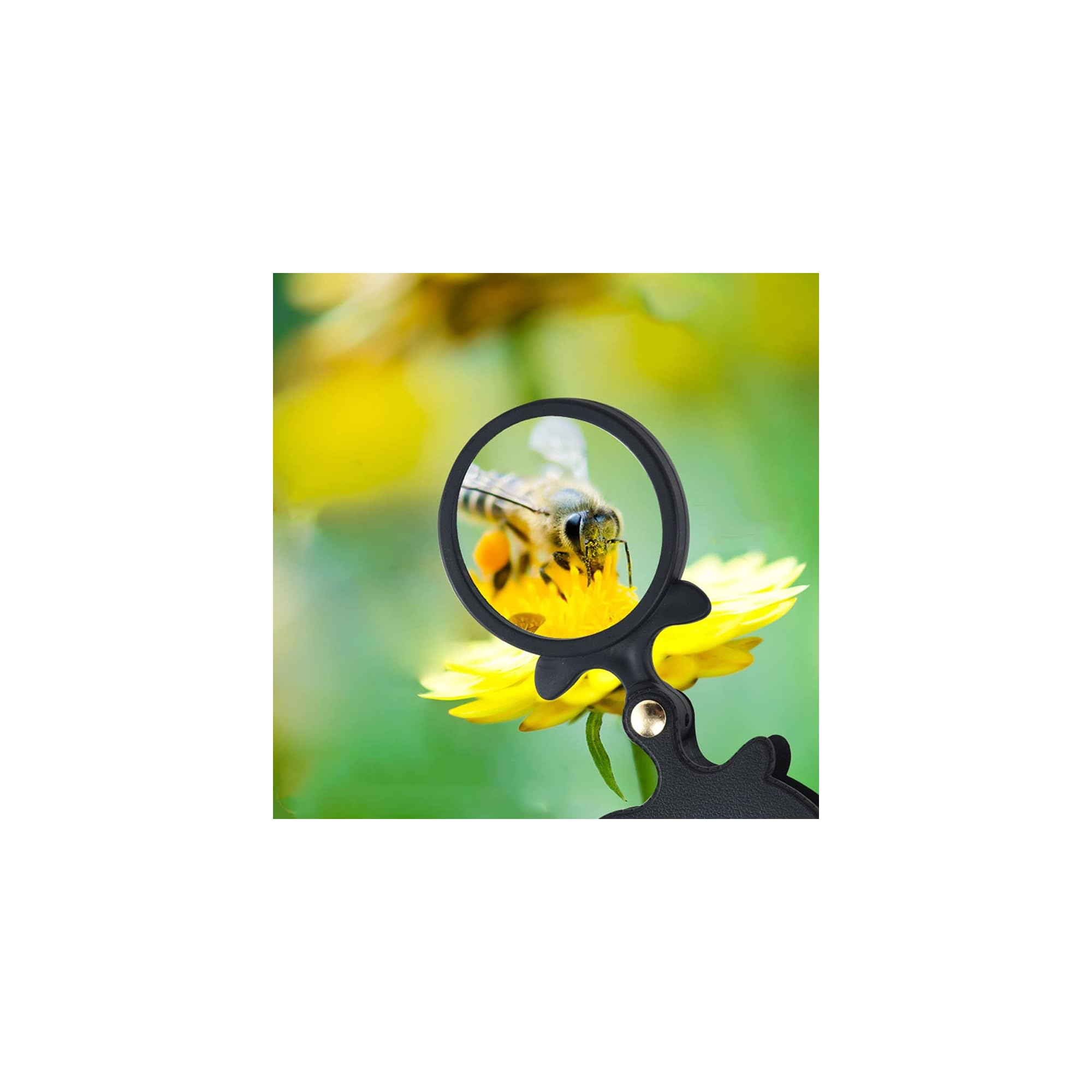 Eine Nahaufnahme zeigt eine Biene auf einer gelben Blüte, vergrößert durch eine runde Lupe vor grünem Hintergrund.