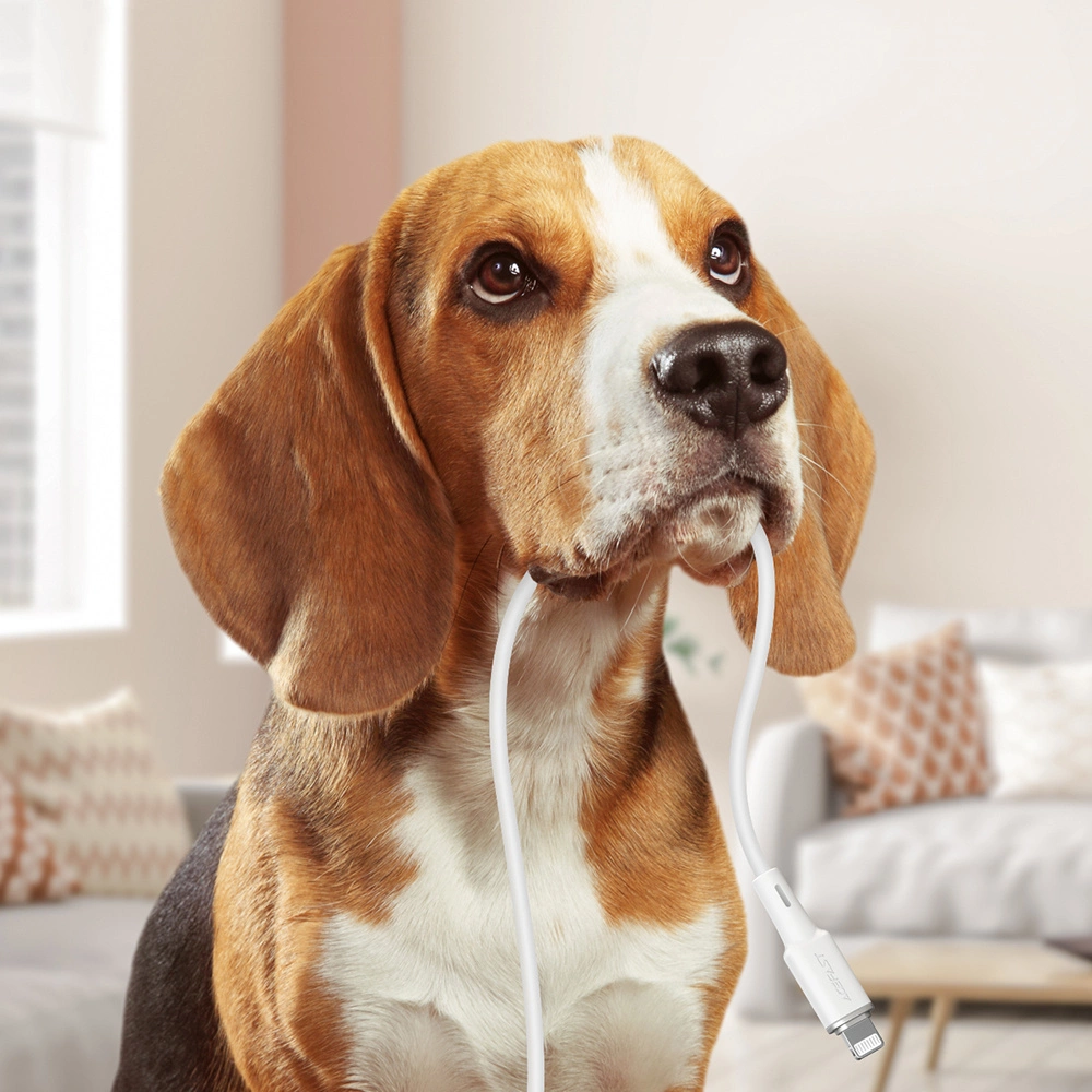 Un beagle tiene in bocca un cavo di ricarica bianco in ambienti interni.