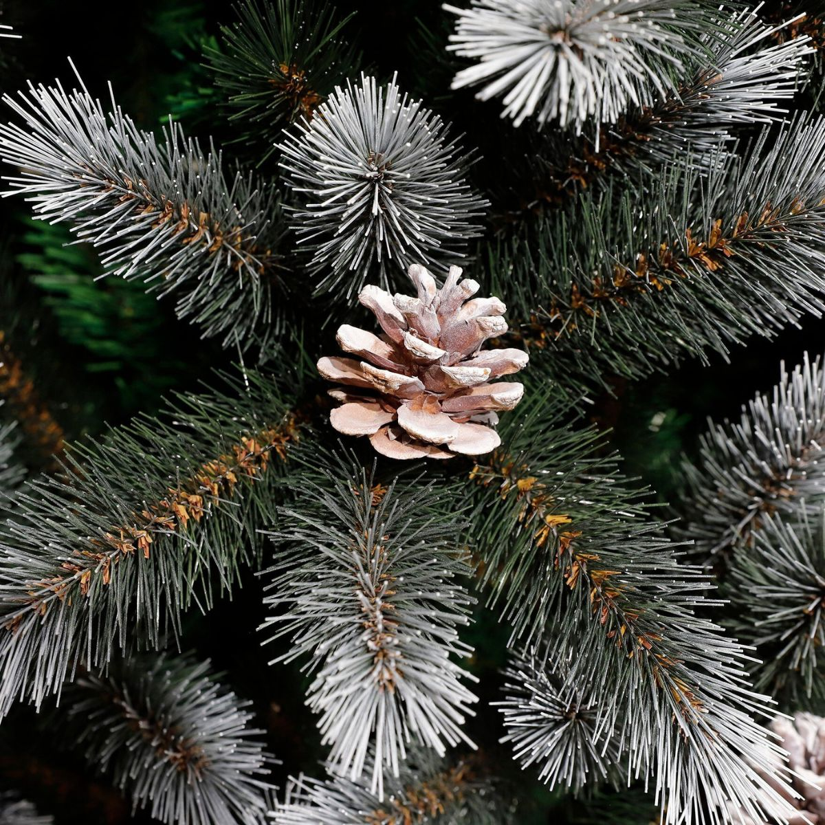 A frosted pinecone rests amidst snow-dusted green pine branches.