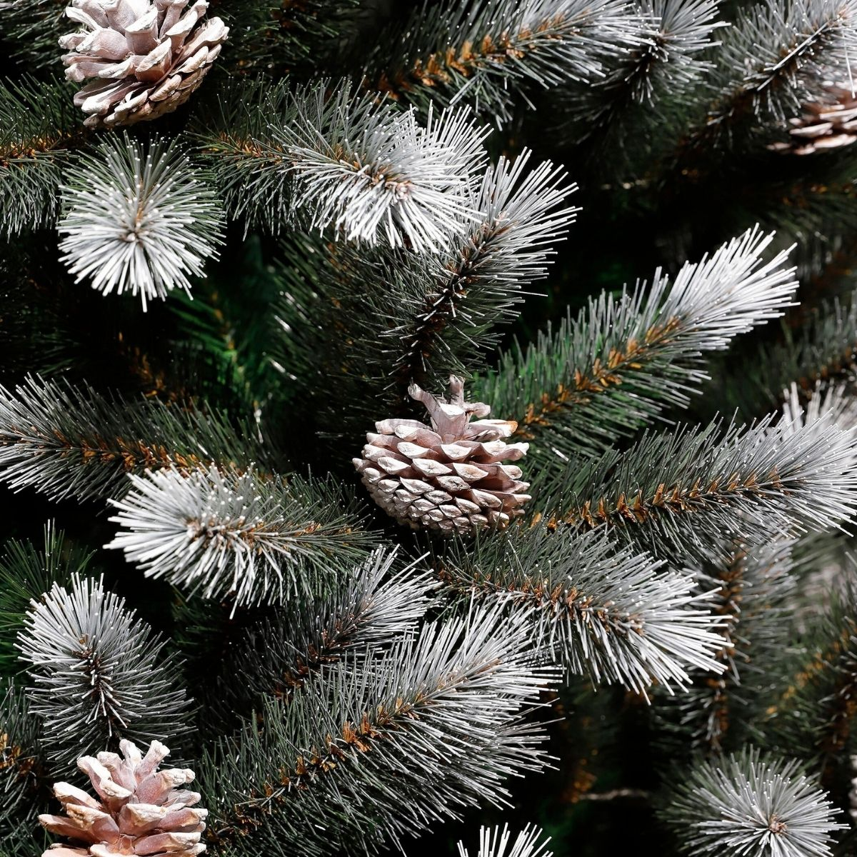 Close-up of snow-covered pine branches with pinecones.