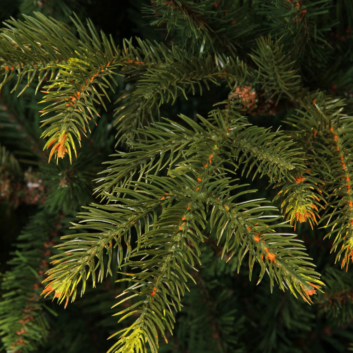 Close-up of green spruce branches with orange tips against a dark background.