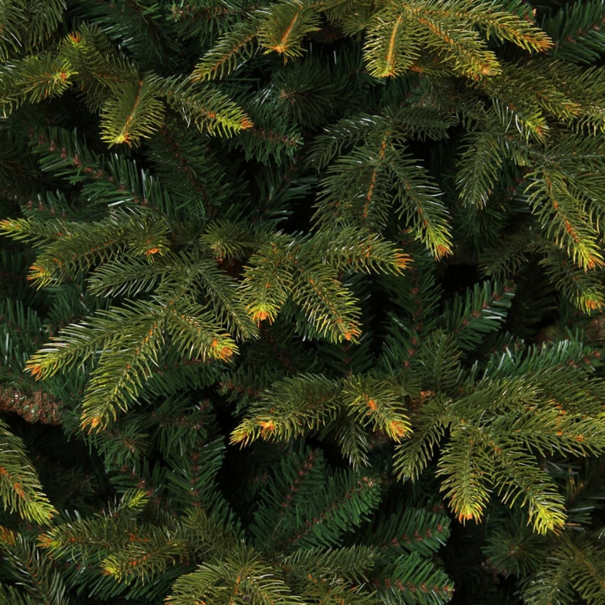 Dense green needles of a conifer tree with light tips.