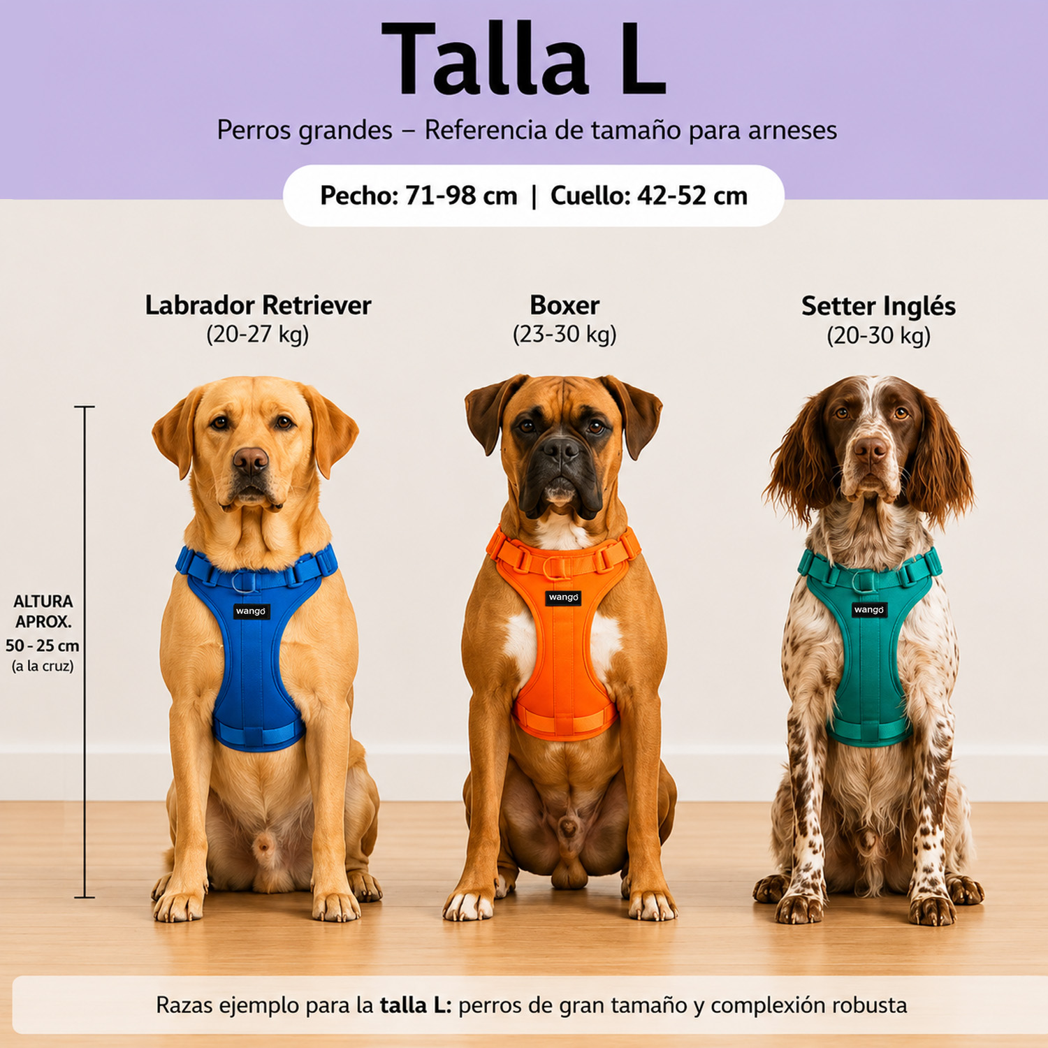 Guía de arneses talla L con tres perros grandes: Labrador, Boxer y Setter Inglés, vistiendo arneses de distintos colores.