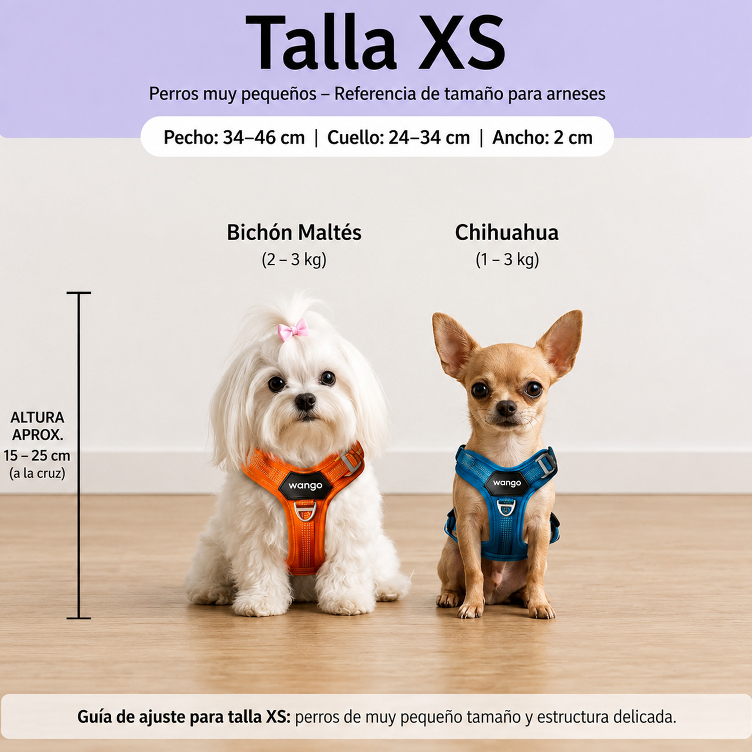 Guía de tallas XS para perros con un Bichón Maltés y un Chihuahua con arneses de colores.