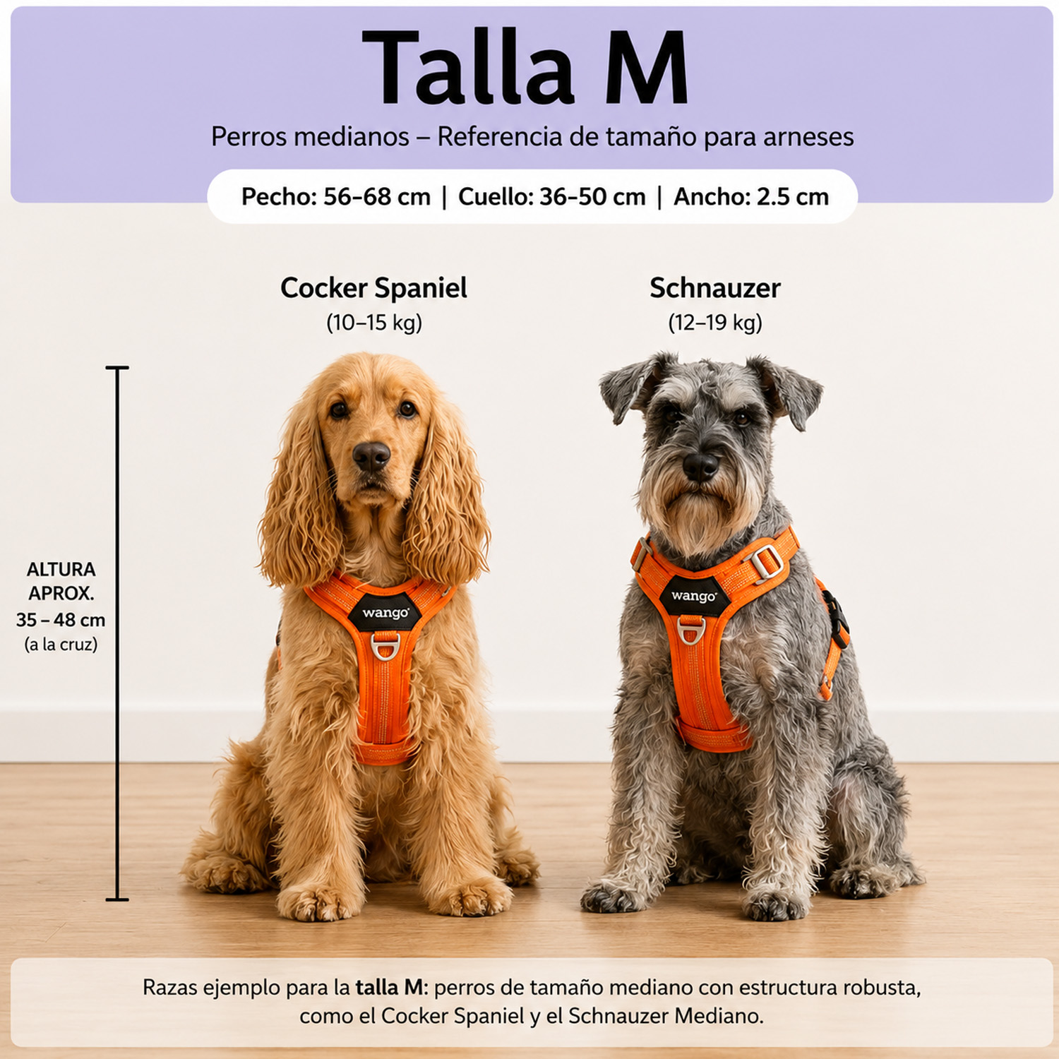 Guía de arnés para perro talla M con Cocker Spaniel y Schnauzer usando arneses naranjas.