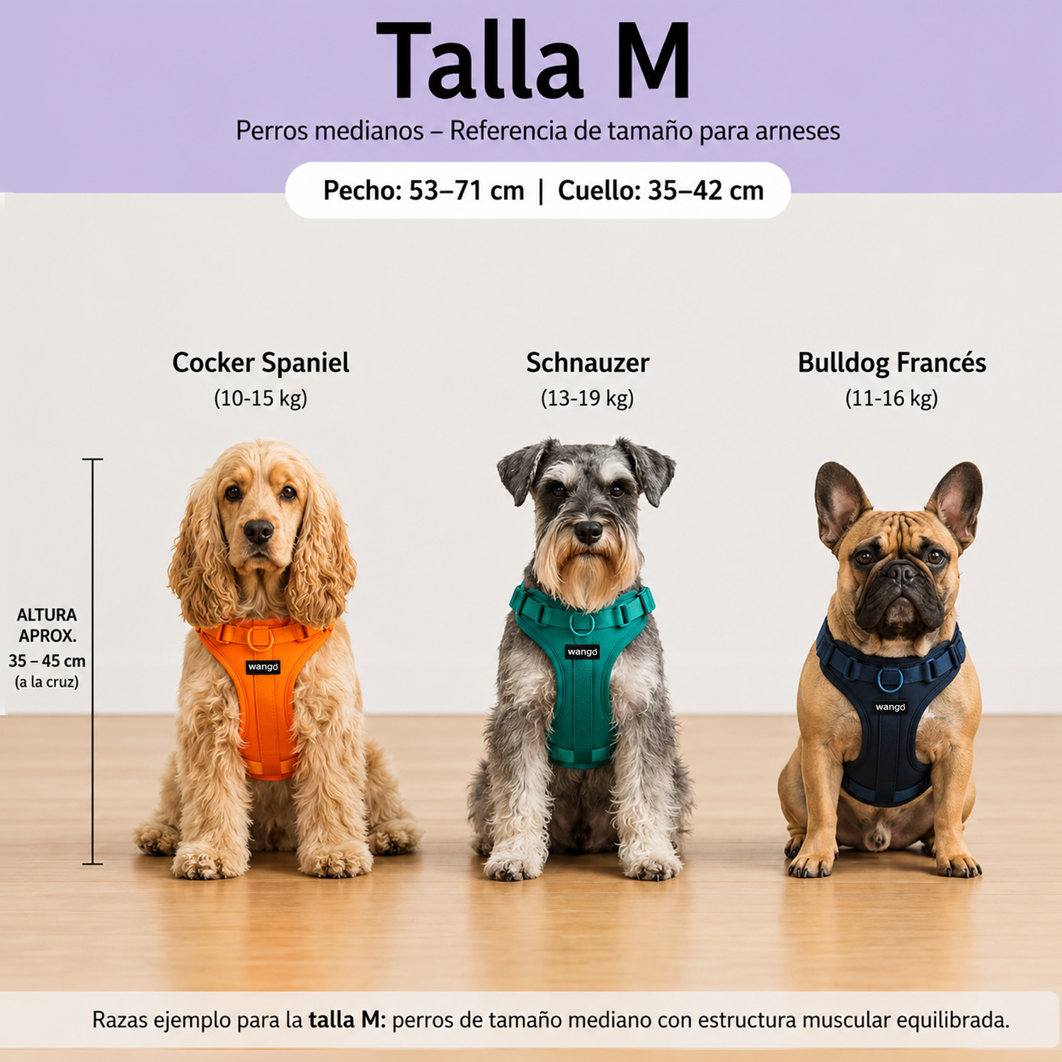 Guía de arneses para perros talla M con Cocker Spaniel, Schnauzer y Bulldog Francés con arneses de colores.
