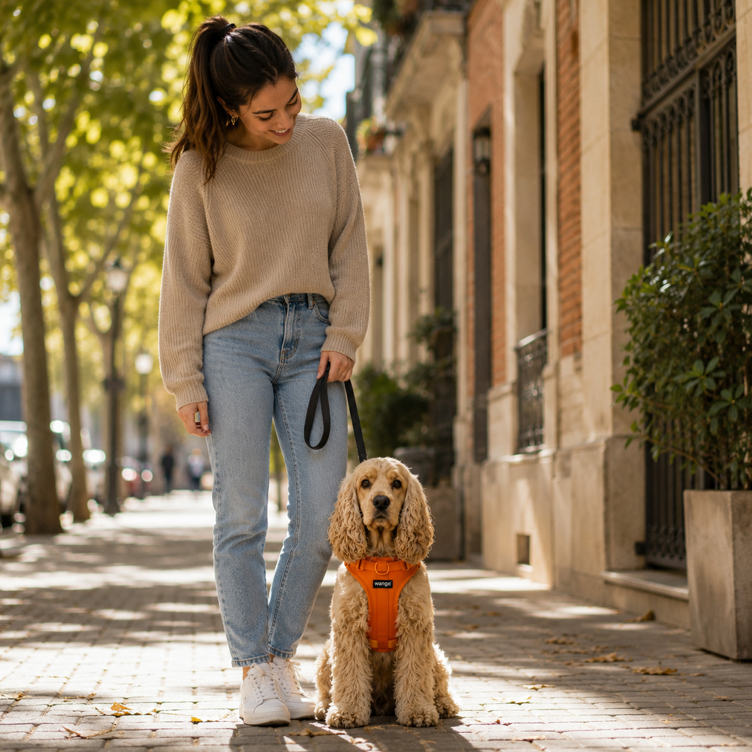 Una mujer con suéter beige camina por la acera con su cocker spaniel dorado con arnés naranja.