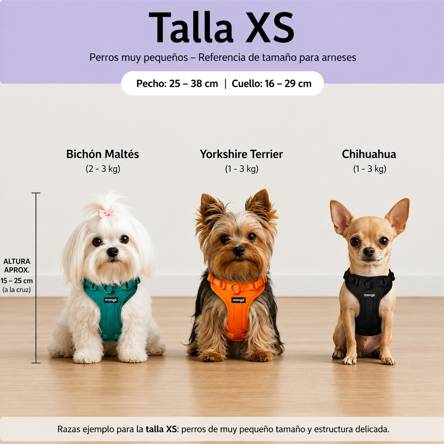 Tabla de tallas con tres perros en arneses XS: Maltés, Yorkshire Terrier y Chihuahua en suelo de madera.