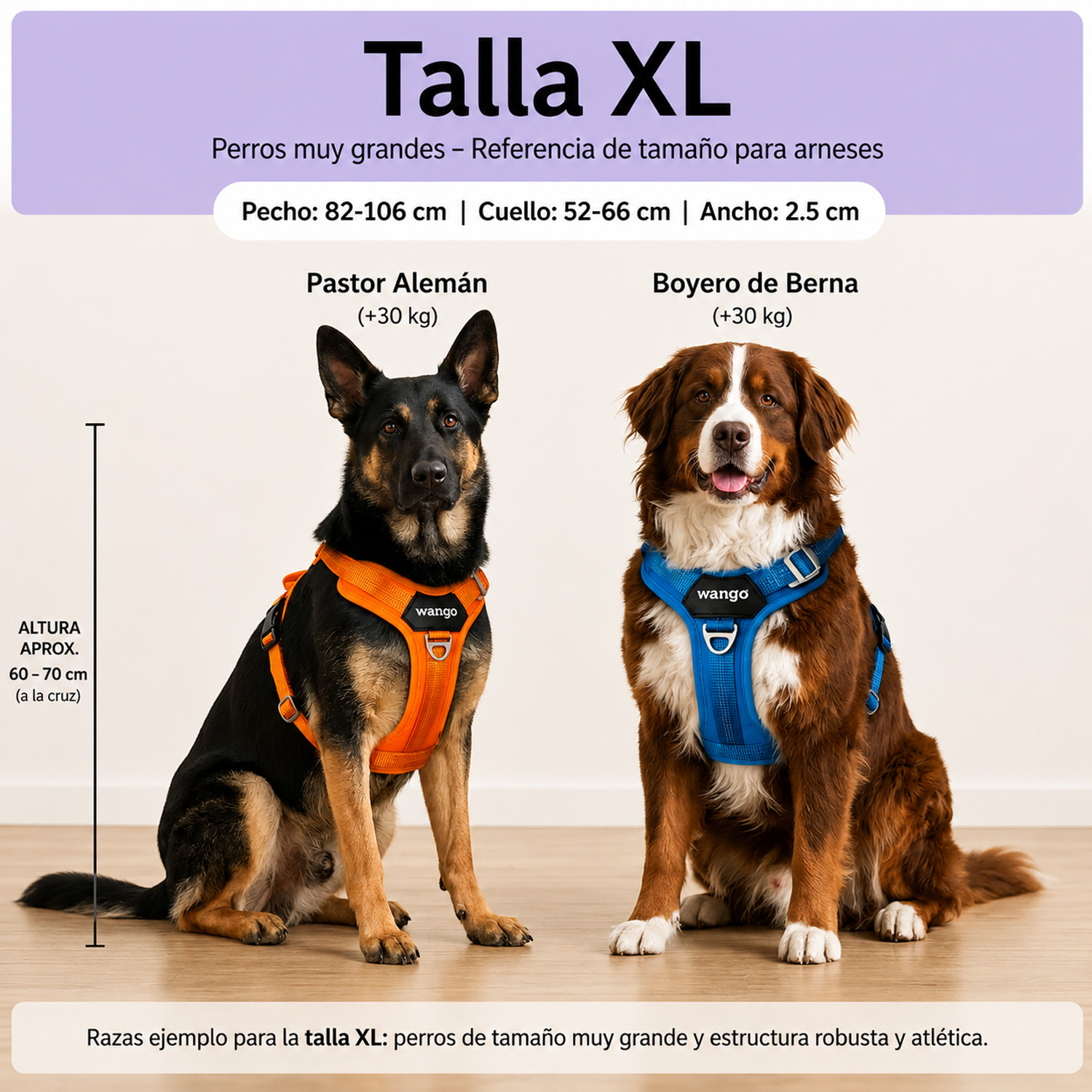 Guía de arnés para perros talla XL con un Pastor Alemán y un Boyero de Berna y medidas.
