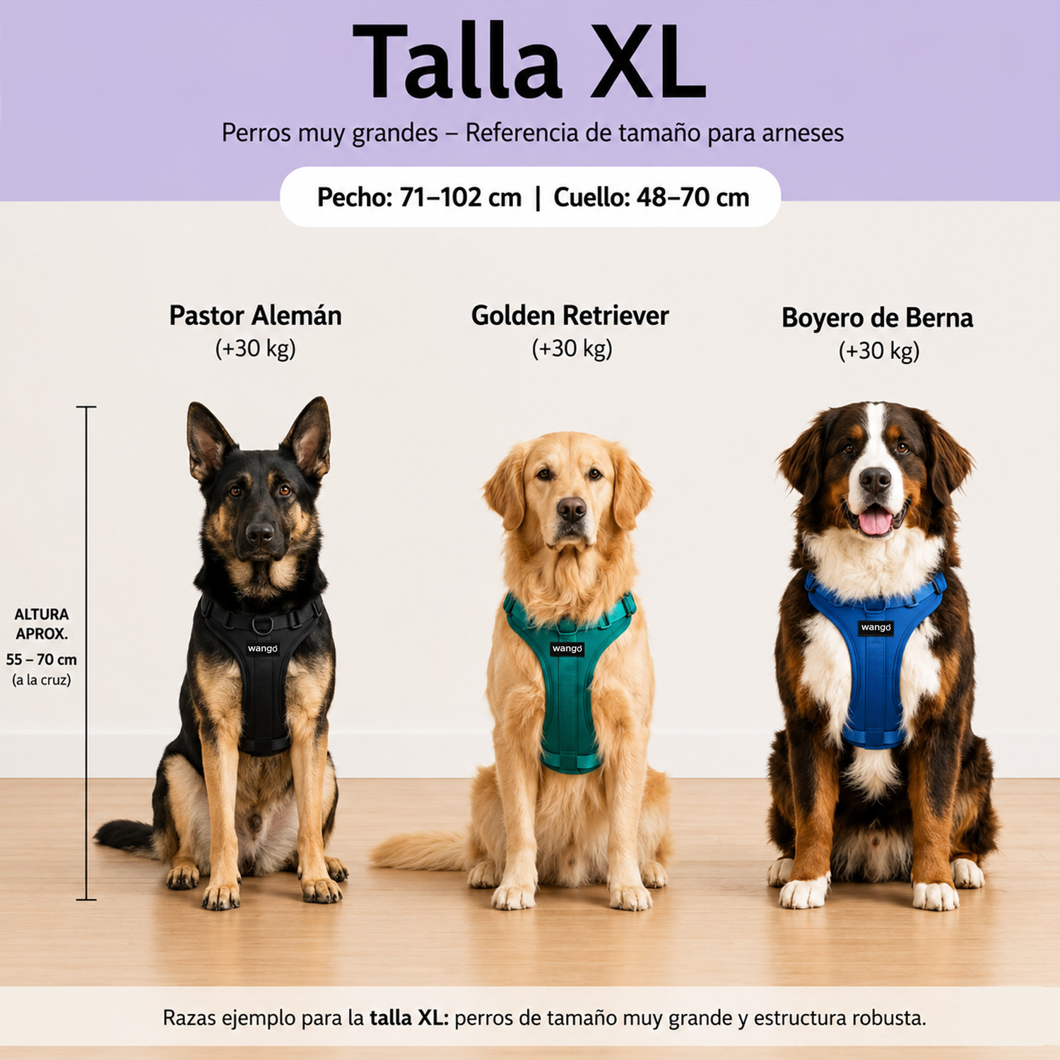 Guía de tallas XL para arneses con tres perros grandes: Pastor Alemán, Golden Retriever y Boyero de Berna.