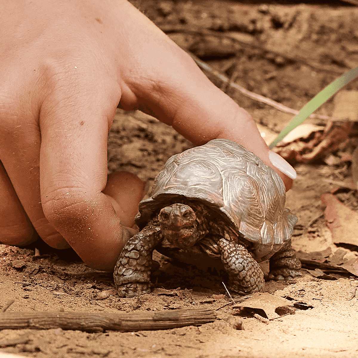 Eine Hand berührt eine kleine Schildkröte auf sandigem Boden.