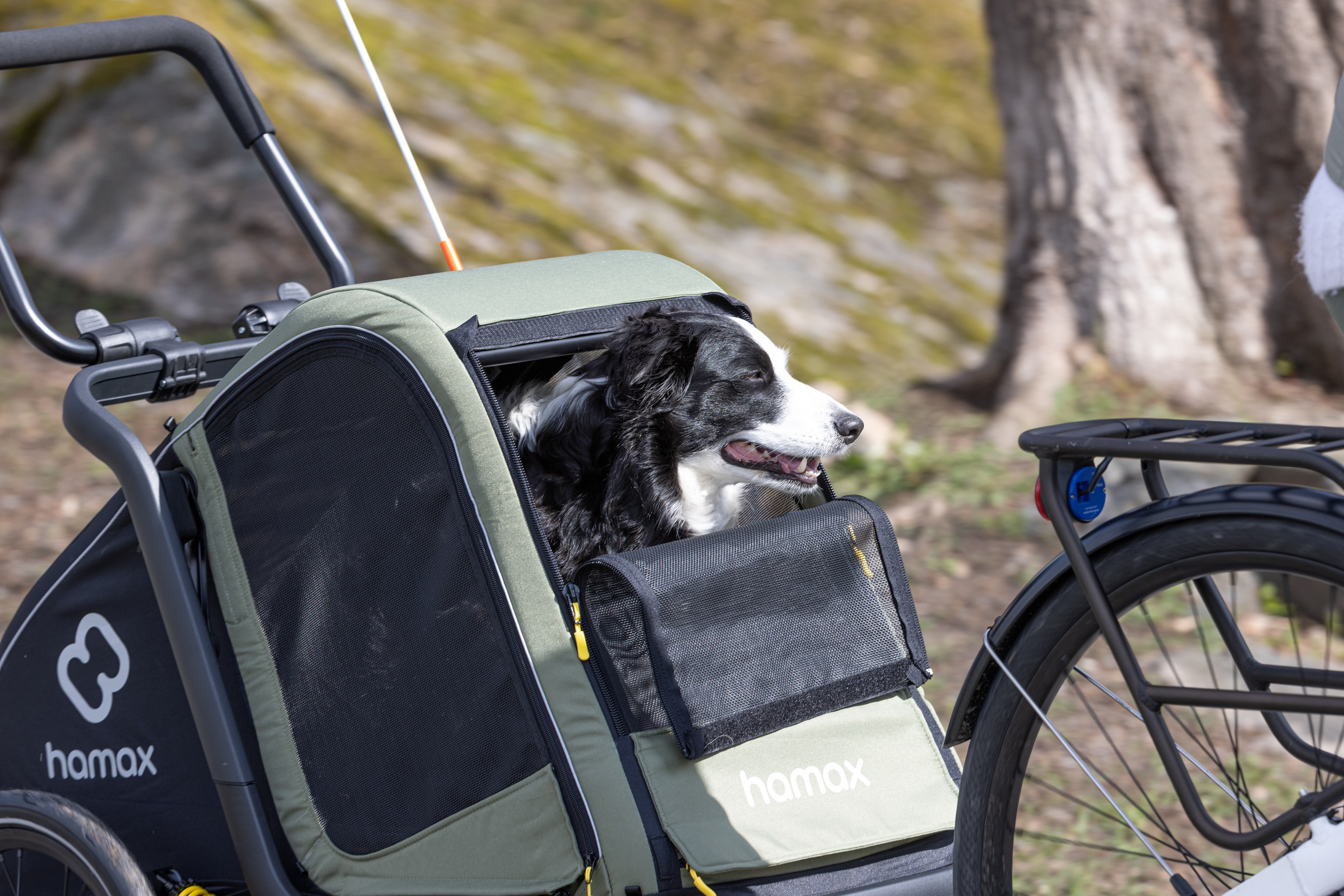 Ein schwarz-weißer Hund sitzt in einem grünen Hamax-Hundeanhänger für Fahrräder.
