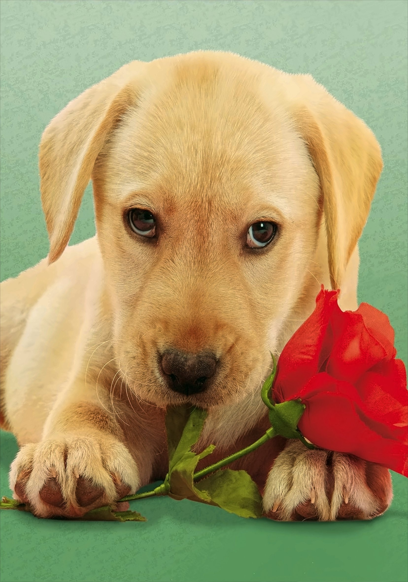 Ein süßer gelber Labradorwelpe liegt auf grünem Grund und hält eine rote Rose in seinen Pfoten.