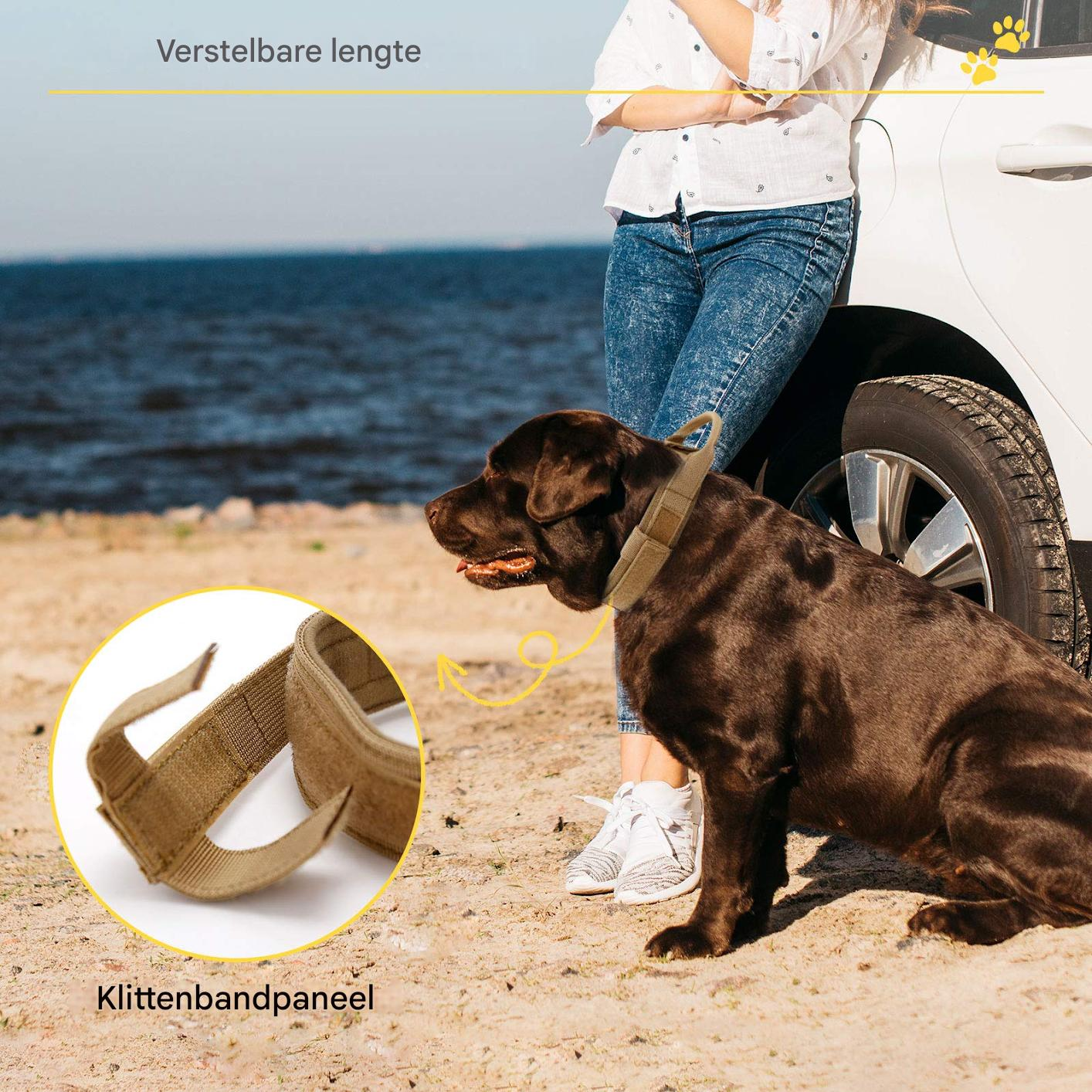Ein brauner Hund sitzt am Strand neben einer Person und einem Auto; ein Inset zeigt einen Klettverschluss.